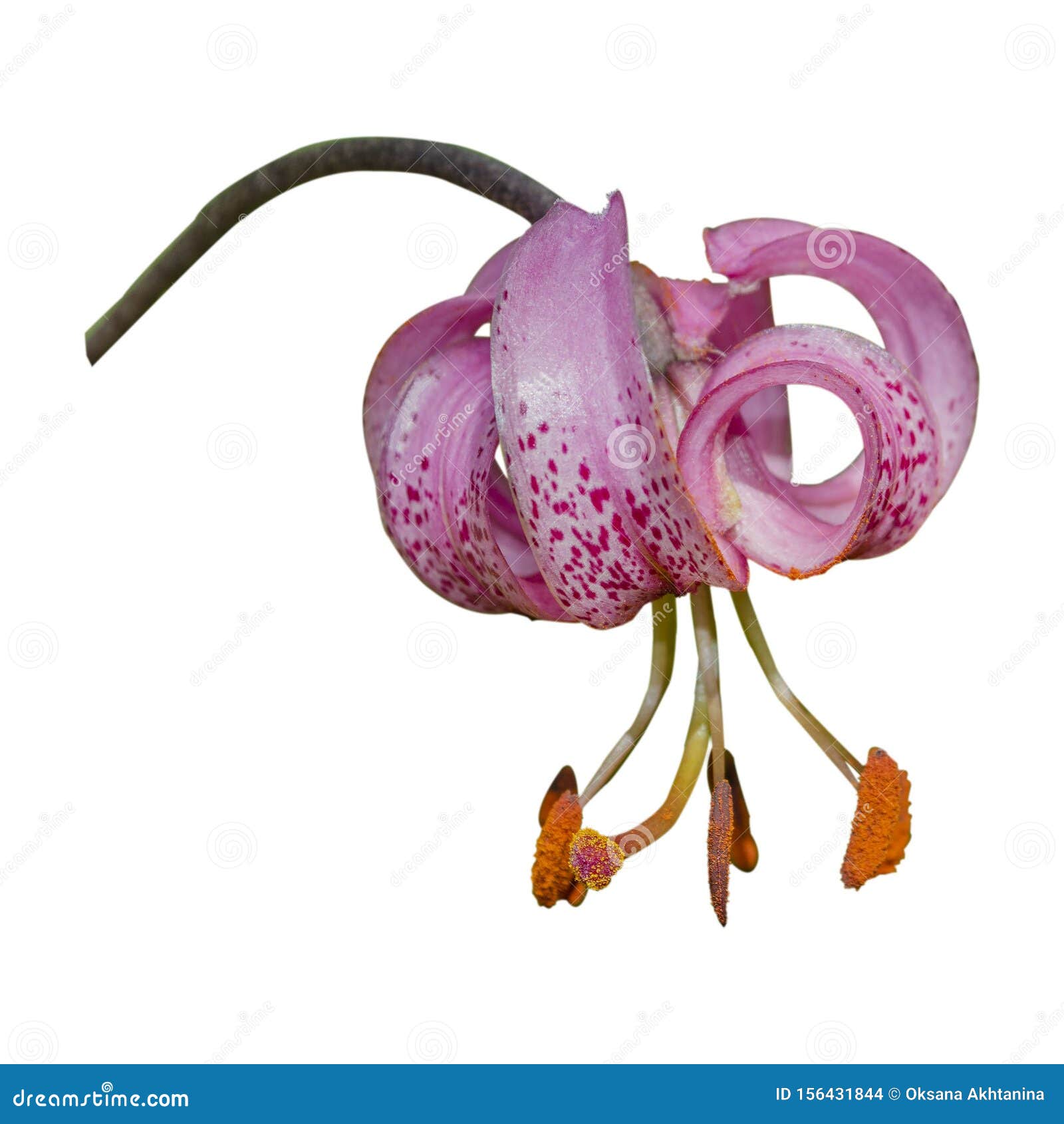 lilium martagon commonly known as martagon lily or turk`s cap lily