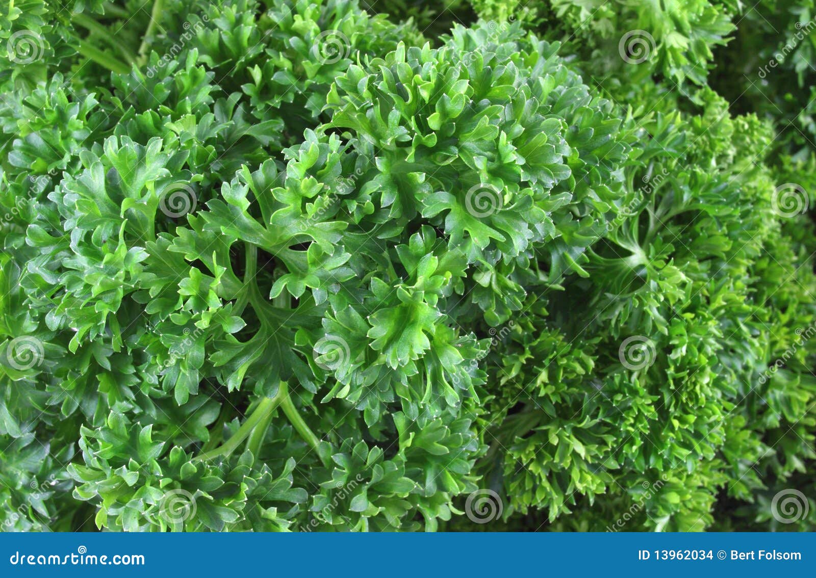 Curly parsley herb stock photo. Image of nutrition, curly 13962034
