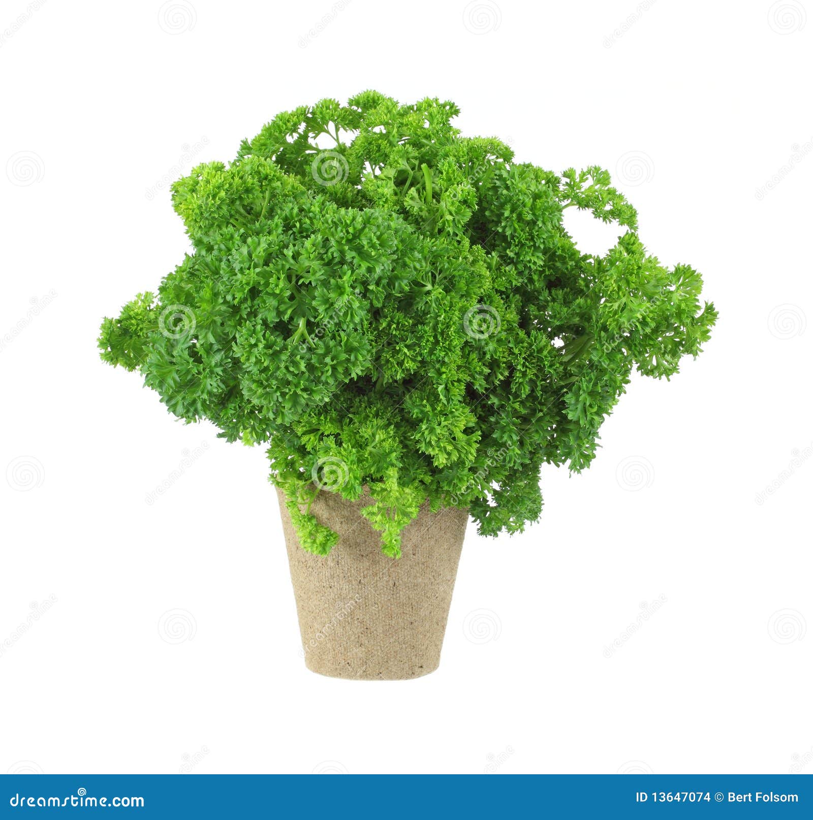 Curly Parsley Herb in Peat Pot Stock Photo Image of ingredient
