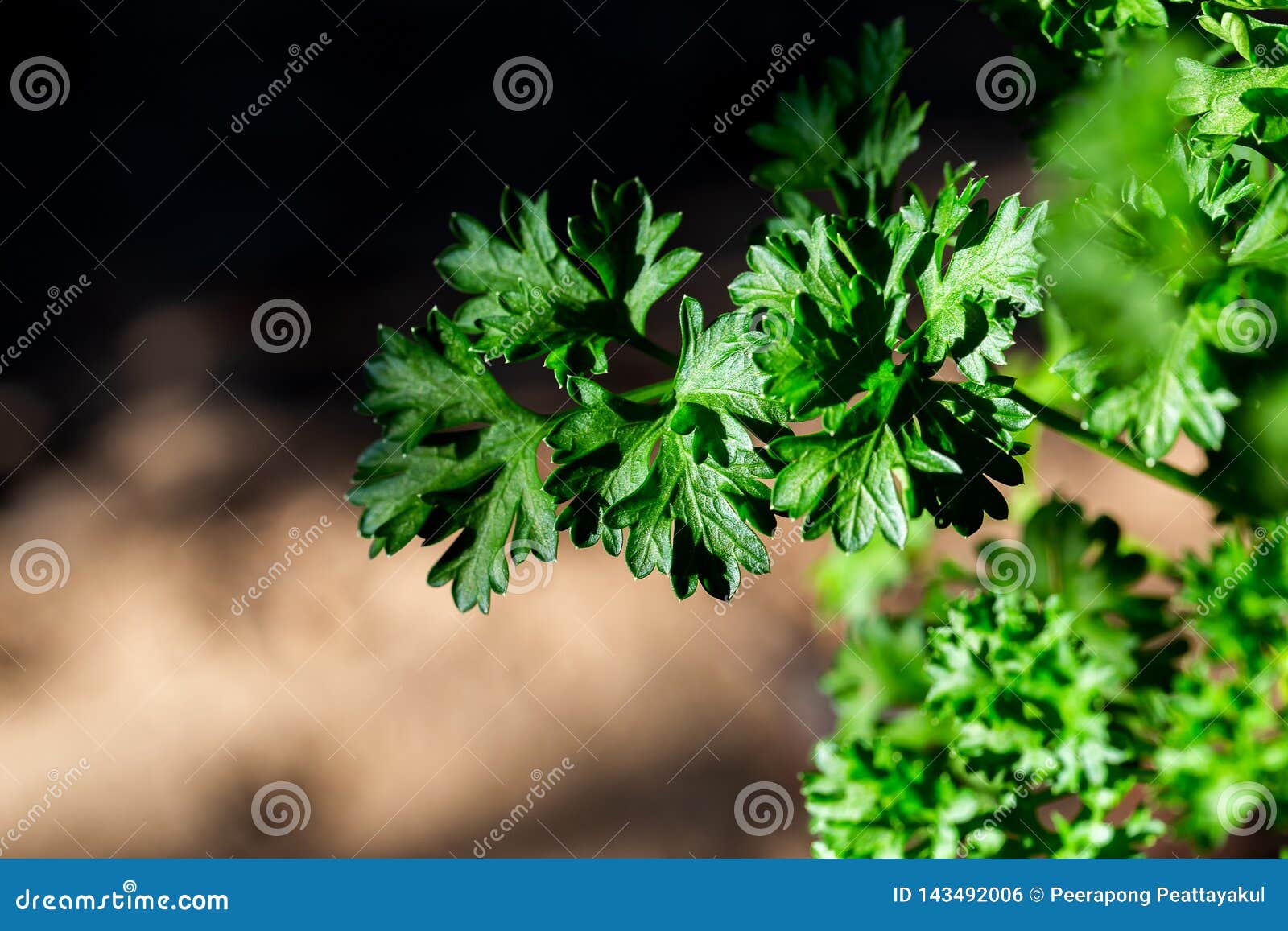 Curly Parsley Leaves Closeup in the Garden Stock Photo Image of