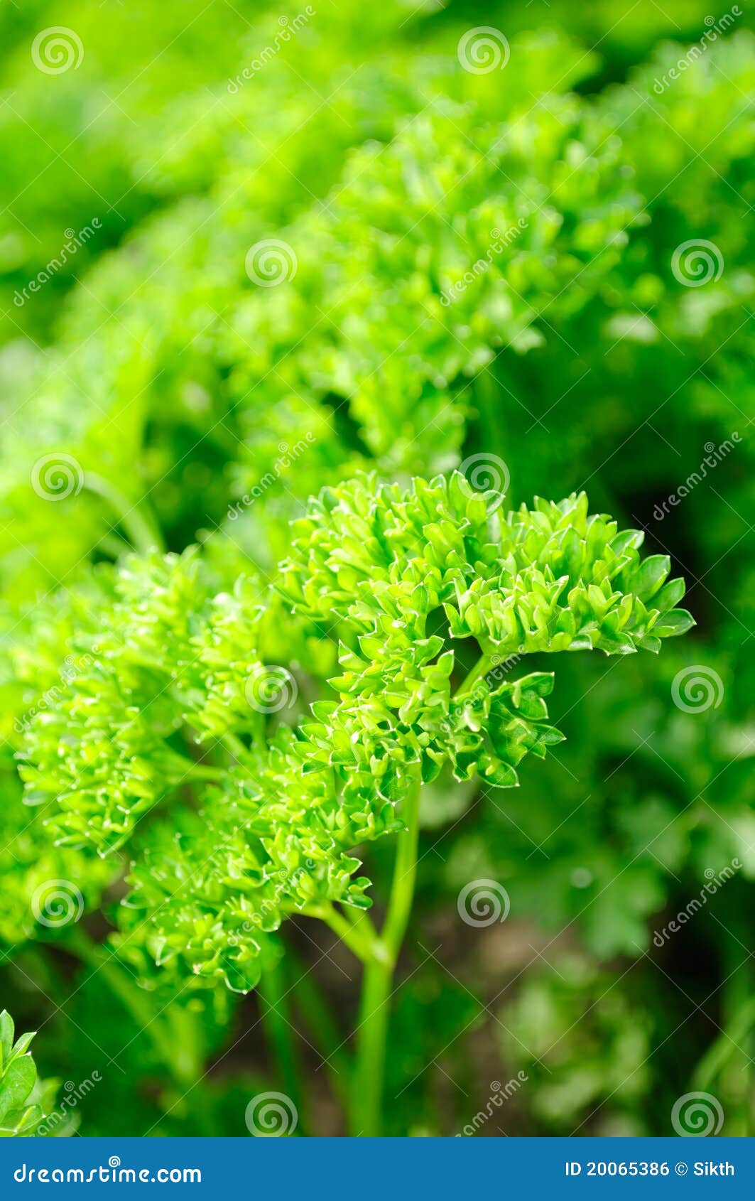 Curly Parsley on Vegetable Patch Stock Photo Image of culinary, agricultural 20065386