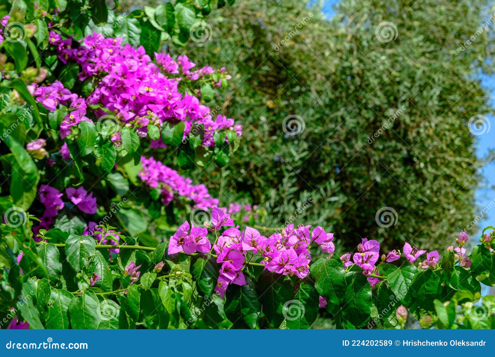 Curly Plant with Bright Red Flowers Stock Image Image of purple, grow