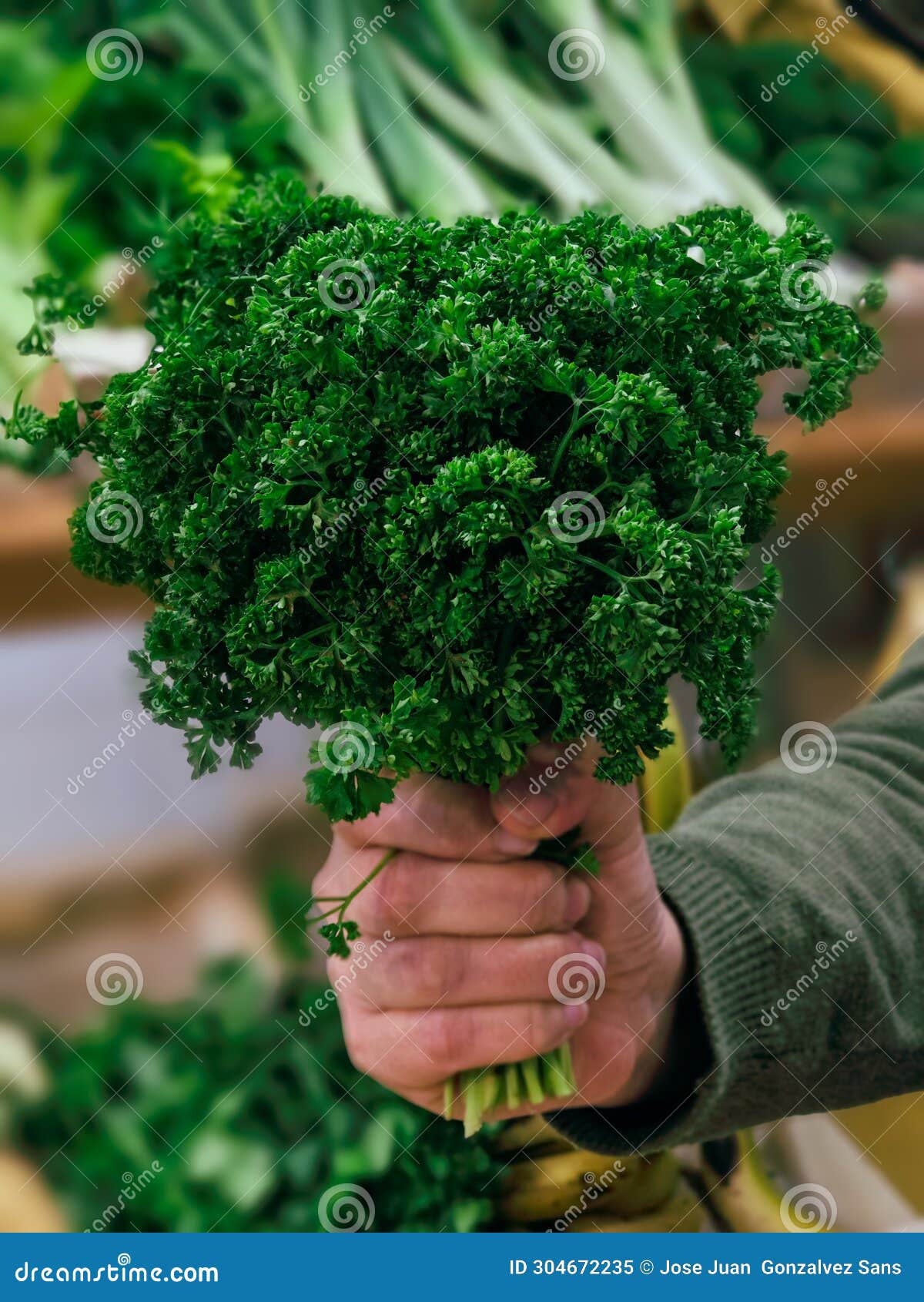 curly or wild parsley in hand