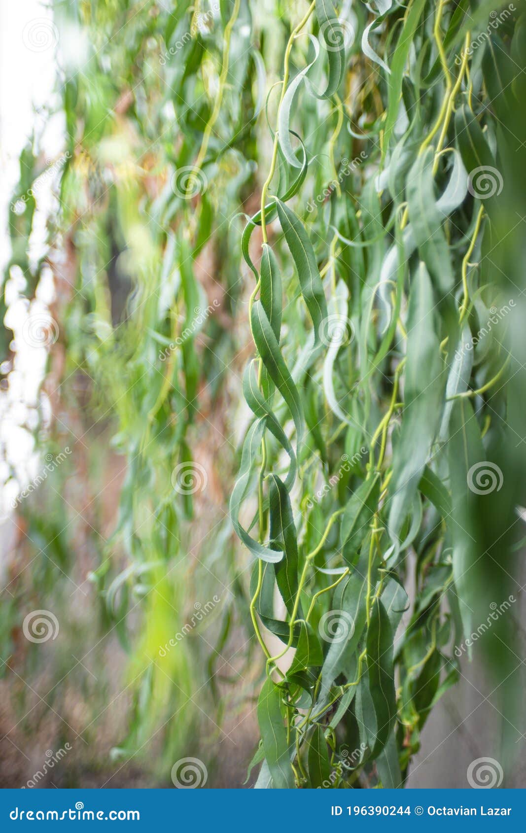 Curly Willow Tree Branches and Leaves Forming a Curtain Over a Wall