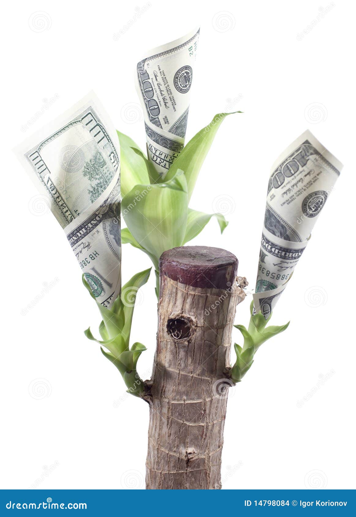 Currency Plant with Growing Dollars Isolated Stock Photo Image of