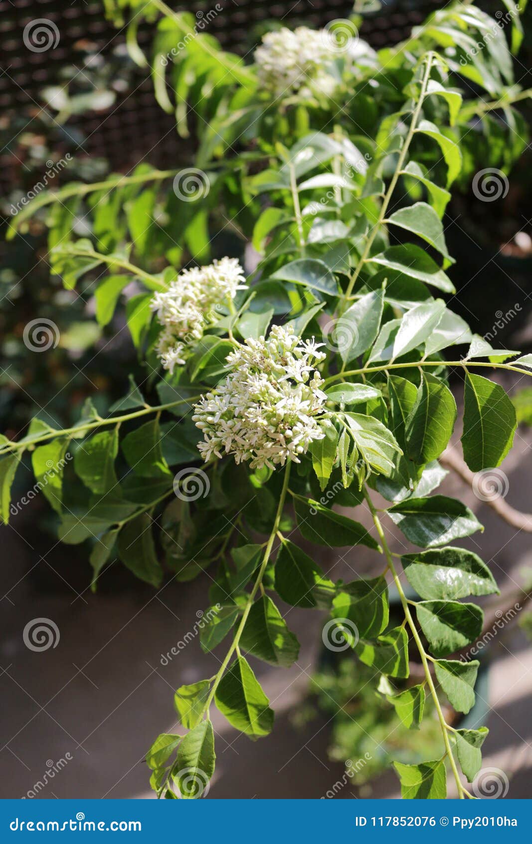 Curry leaf flower stock photo. Image of leaves, bloom 117852076