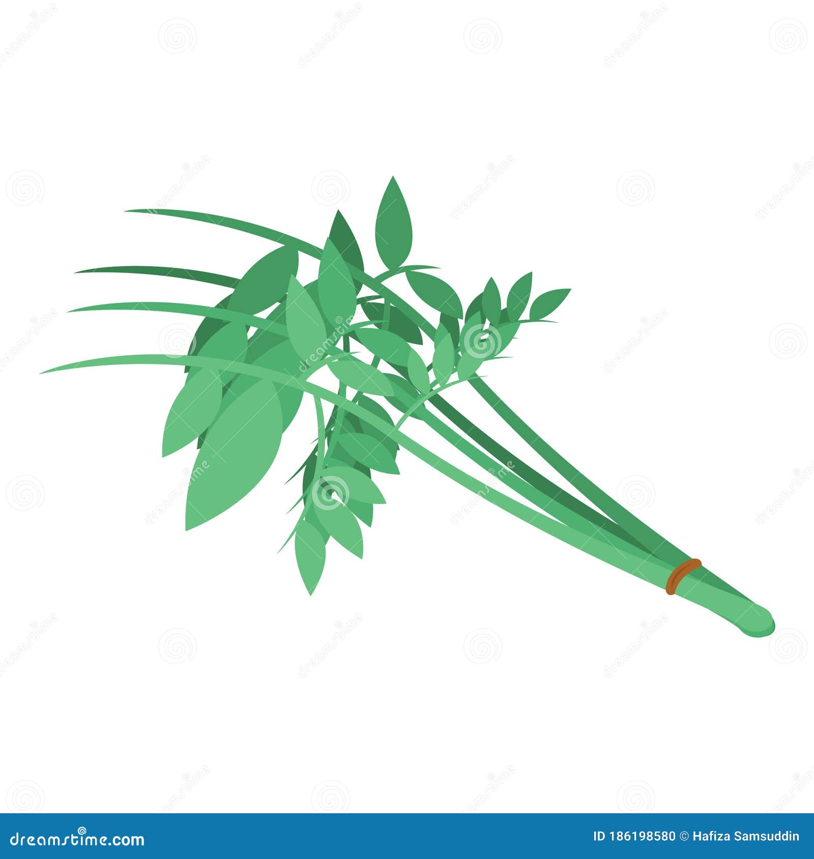 Curry Leaves Isolated On White Background. Vector Illustration Of Curry