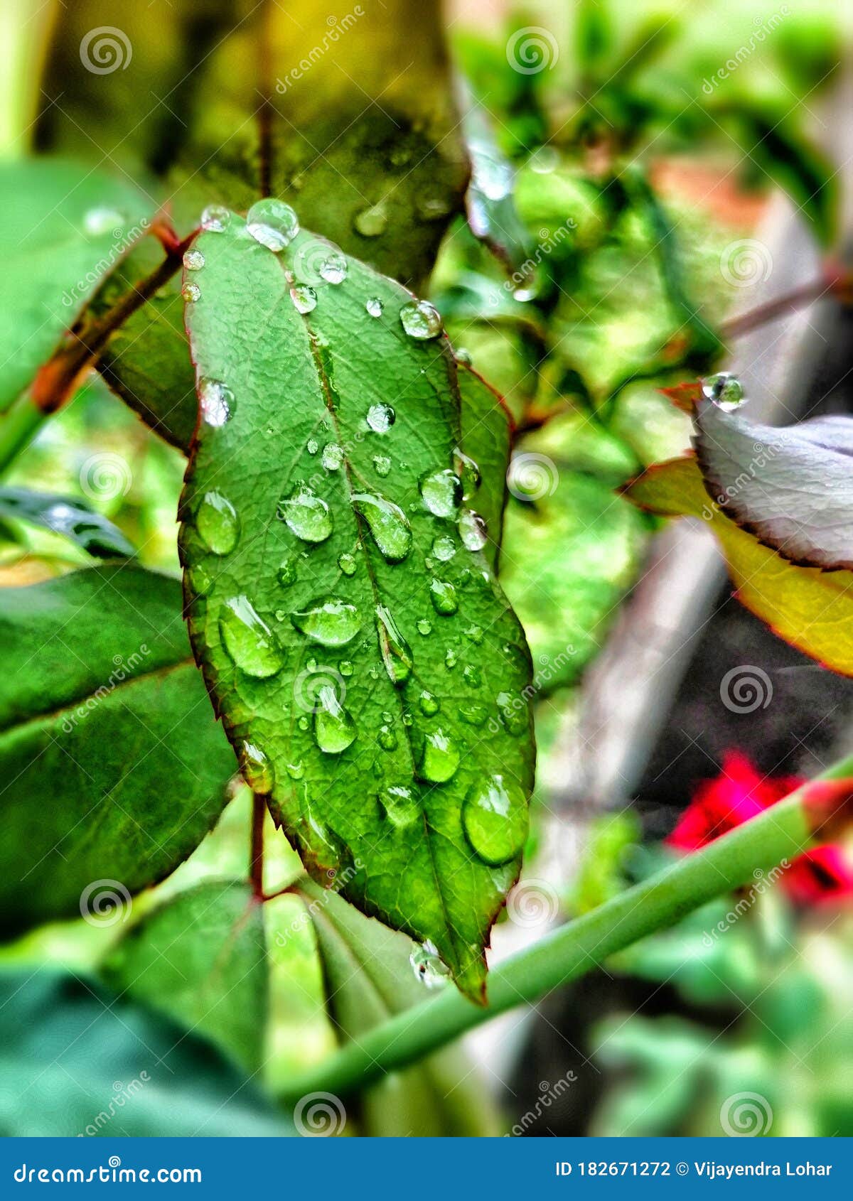 Curry Leaves with Water Drops on it. Curry Leaves in Indian Monsoon, Leaves with Beautiful Water