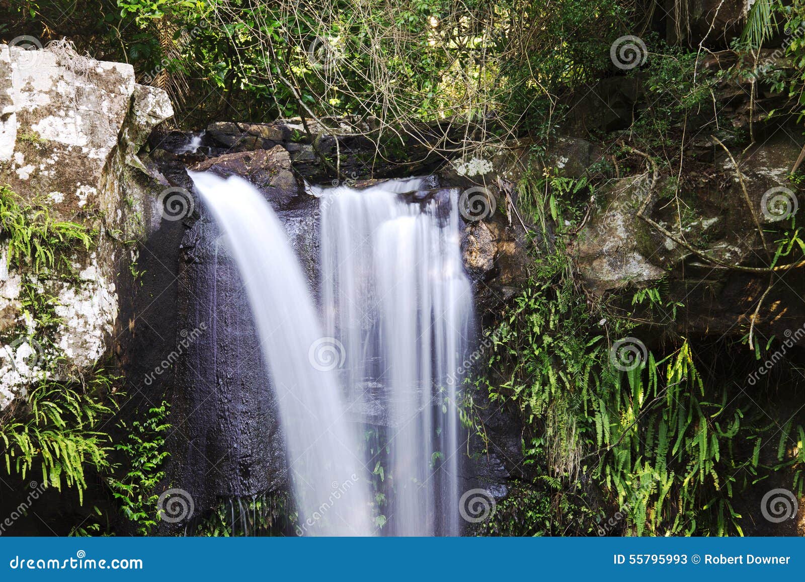 Curtis Falls in Mount Tamborine Stock Image Image of range, cascade