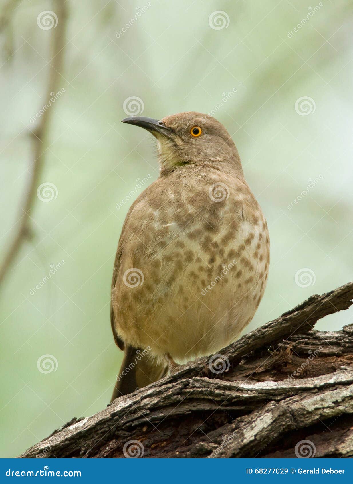 Curve-bill Thrasher stock image. Image of thrasher, perched - 68277029
