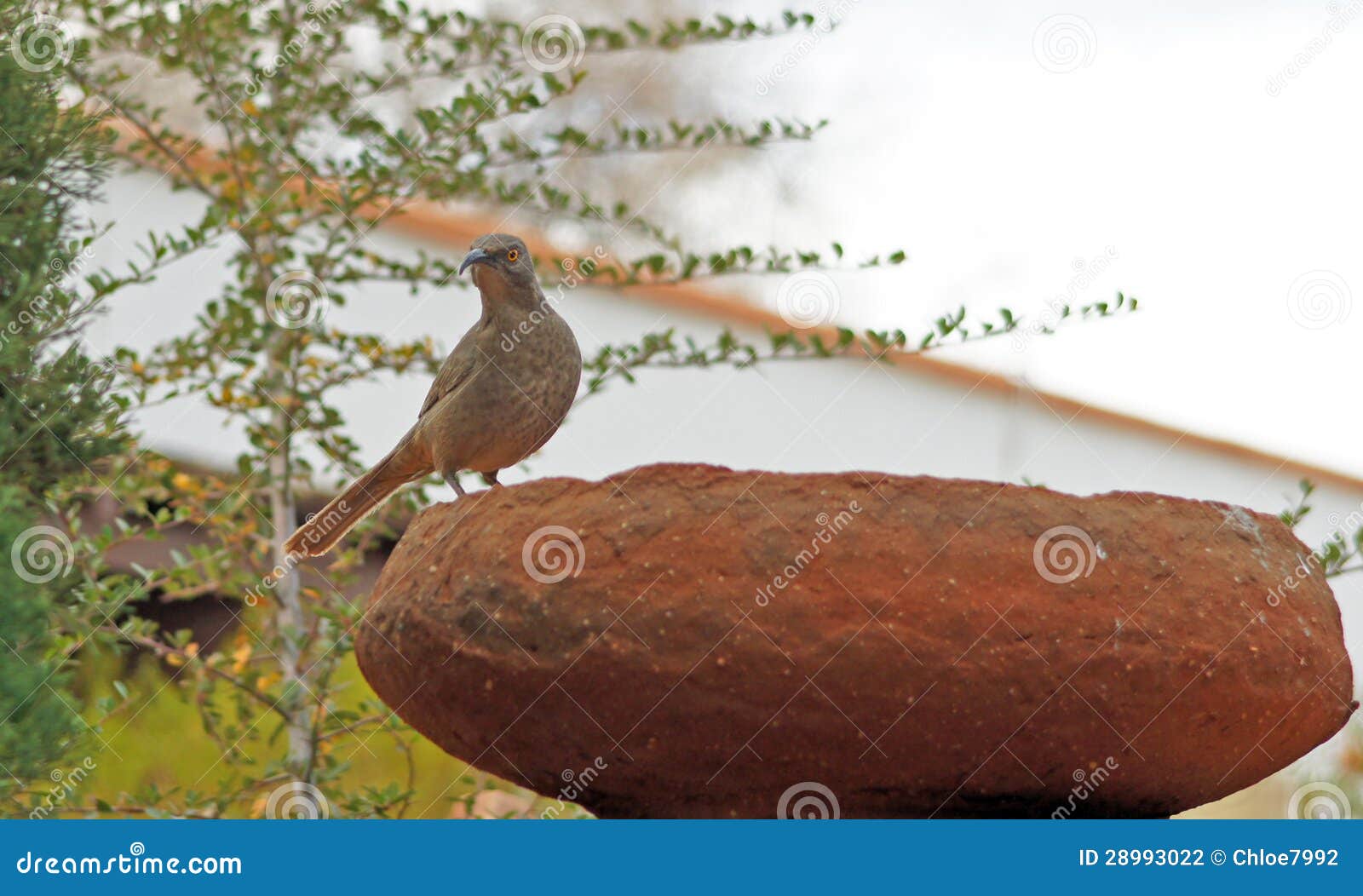 Curve Billed Thrasher stock photo. Image of arizona, curvirostre - 28993022