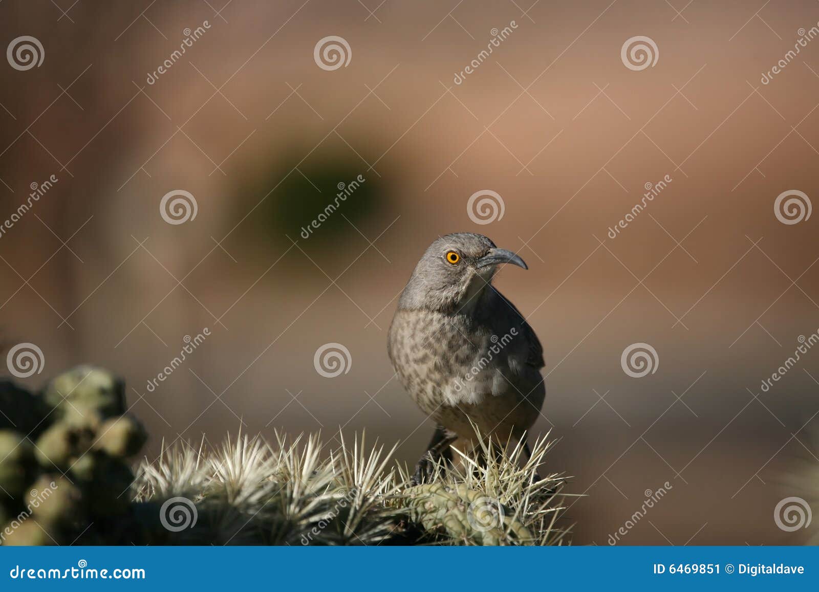Curve-billed thrasher stock image. Image of animals, birds - 6469851