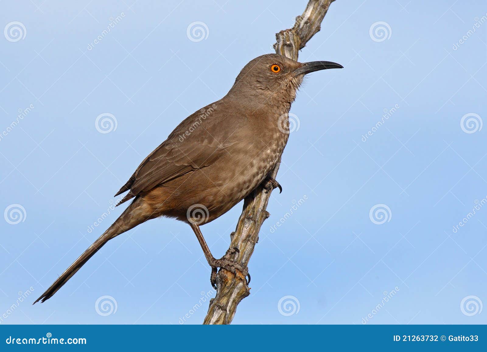 Curve-billed Thrasher on Desert Perch Stock Photo - Image of nature