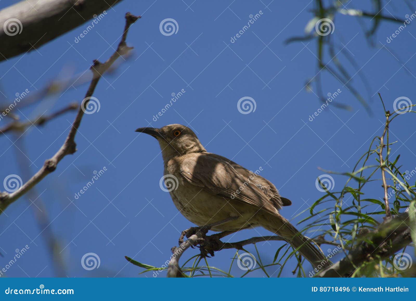 Curve-billed Thrasher stock photo. Image of bird, song - 80718496