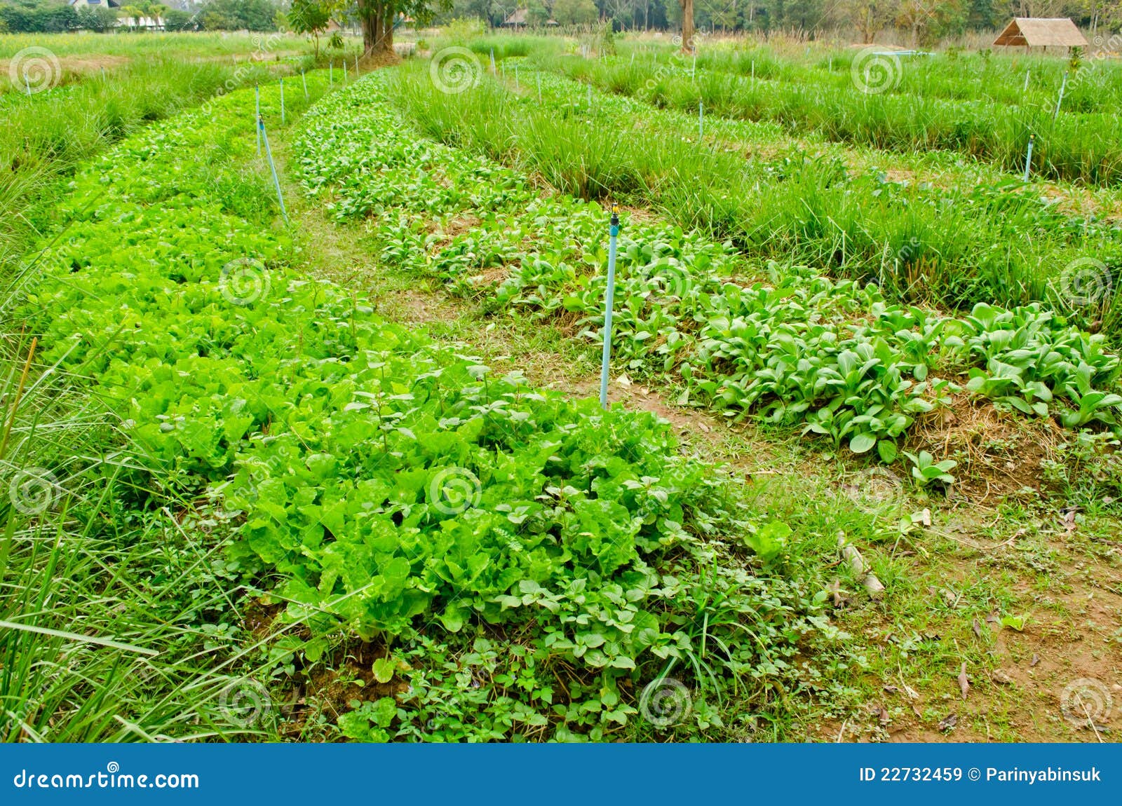 Curve of Vegetables Field in Countryside Farm Stock Image Image of