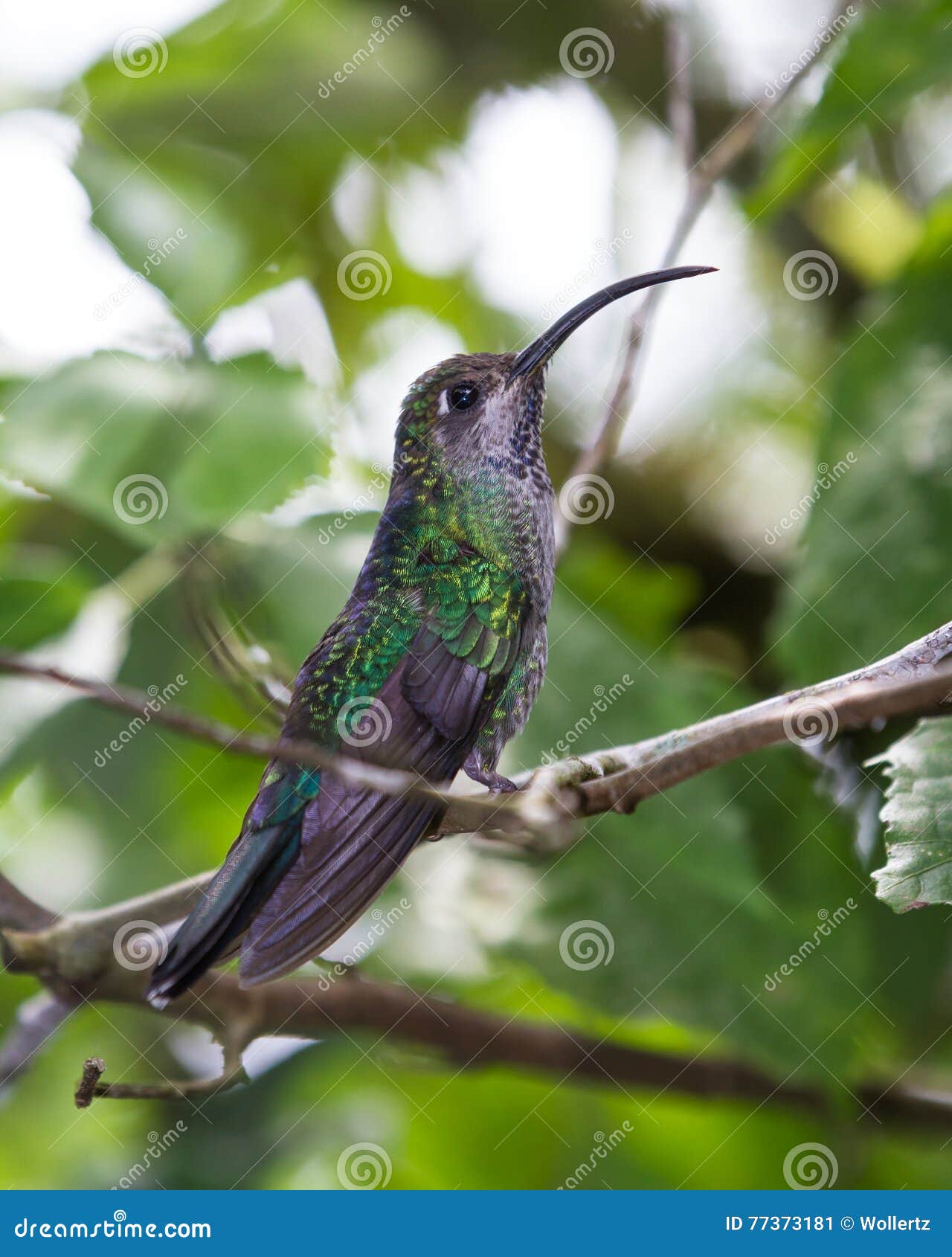 Curved beak hummingbird stock image. Image of scenic 77373181
