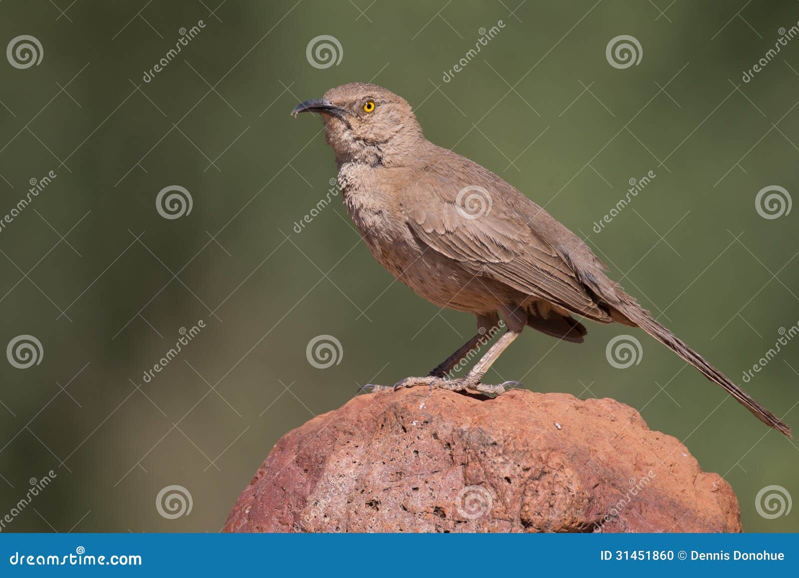 Curved-bill Thrasher stock photo. Image of thrasher, wings - 31451860