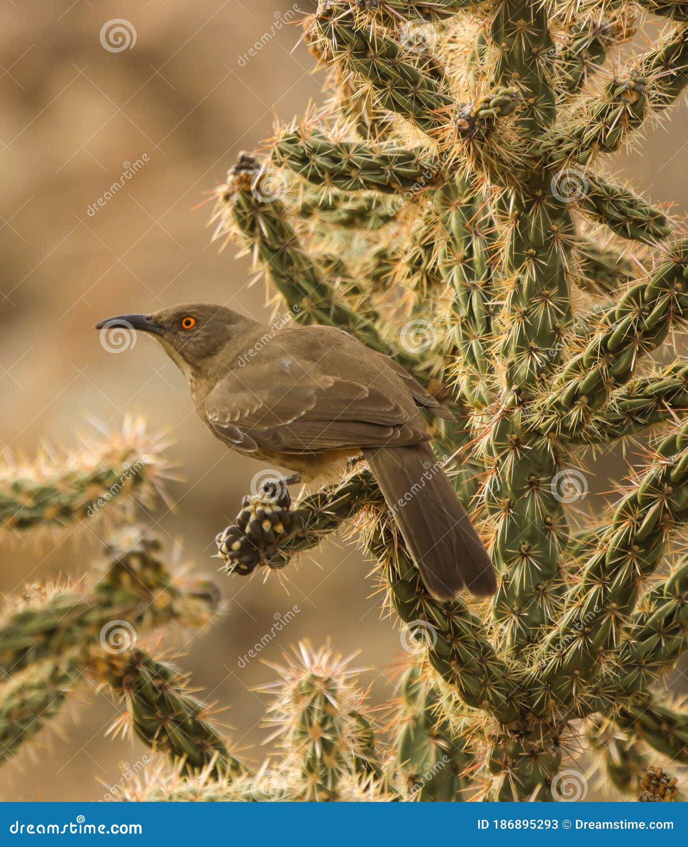 A desert bird stock image. Image of birds, thrasher - 186895293