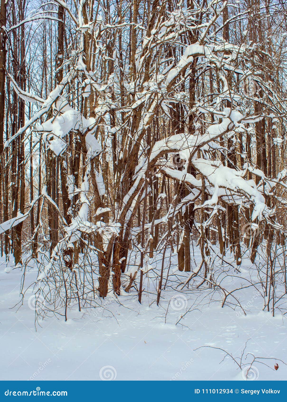 The Curved Branches of the Trees after a Snowfall Stock Photo - Image