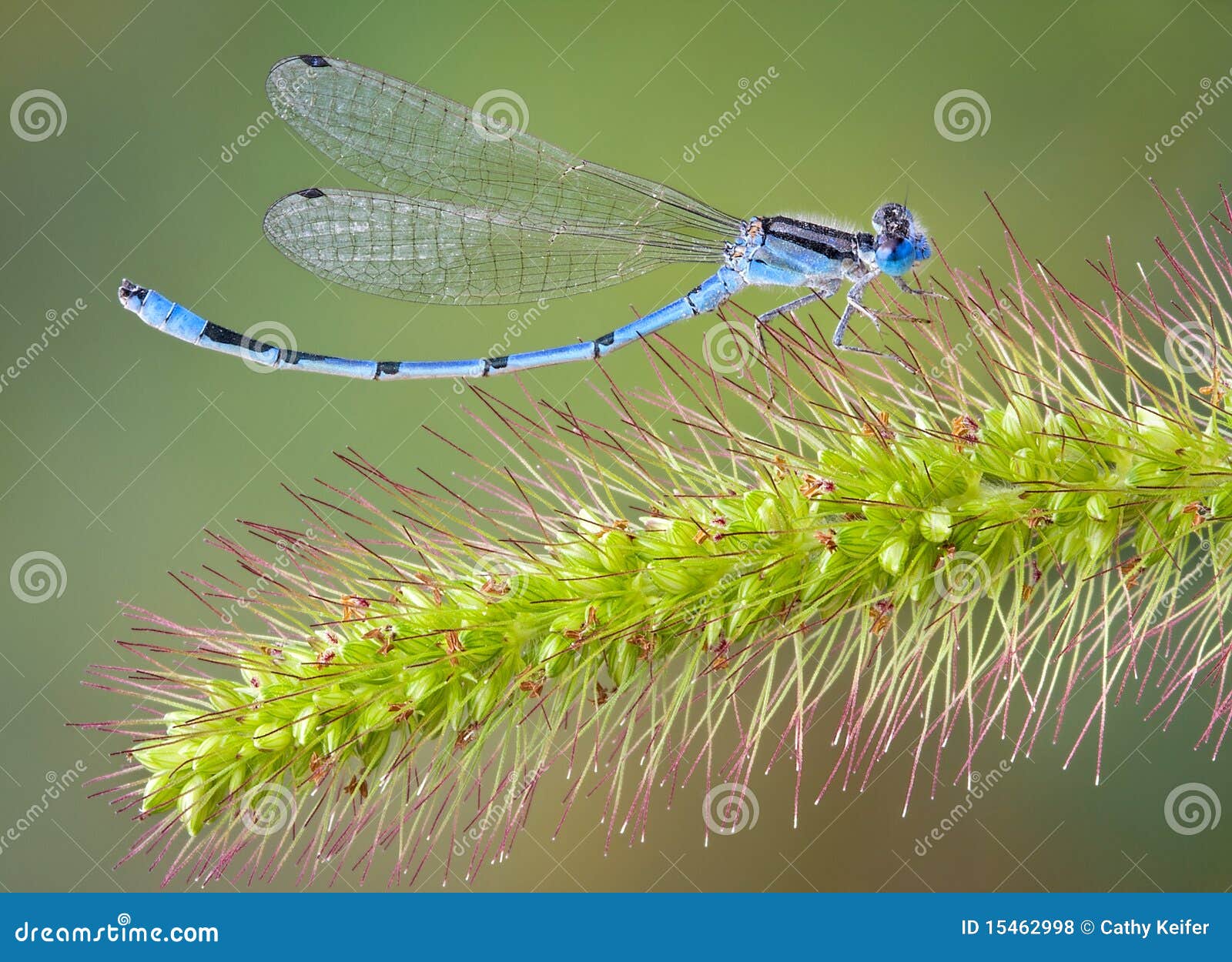 curved damselfly on foxtail