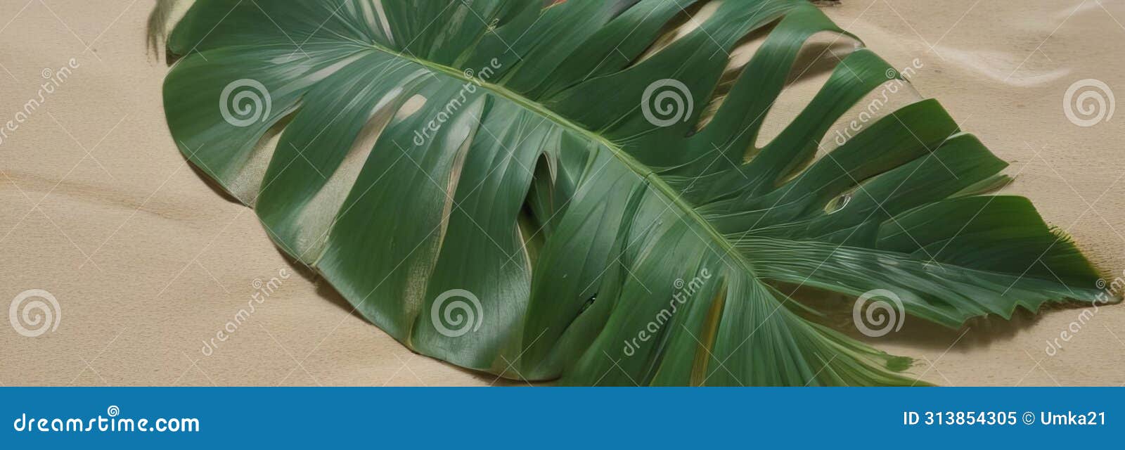 curved palm leaf casting intricate shadows on sand