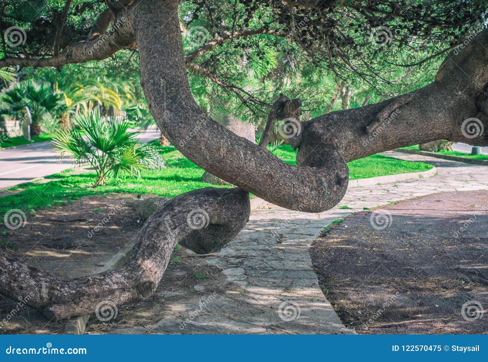 curved trunks of a coniferous tree in the park.