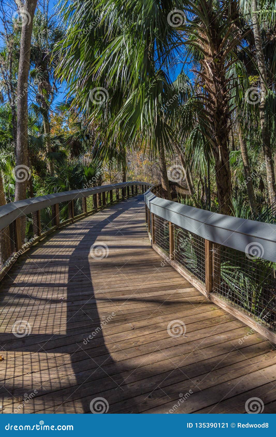 florida tropical boardwalk