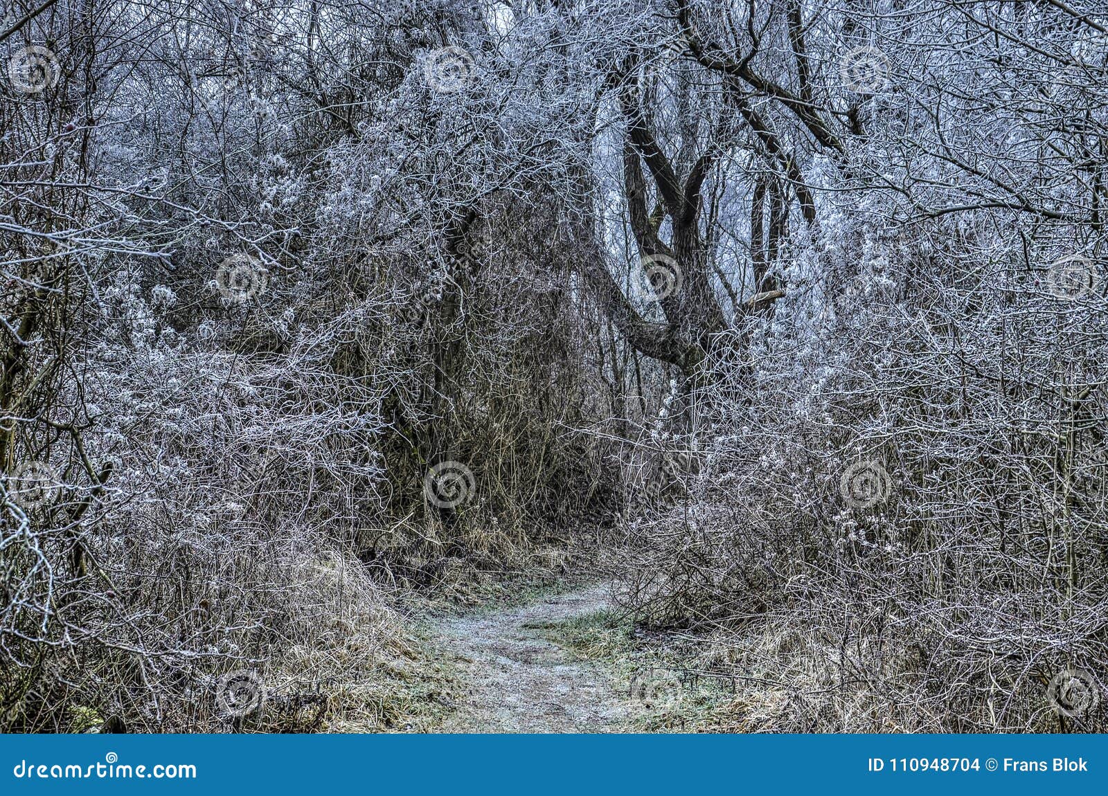 curving path through a winter forest