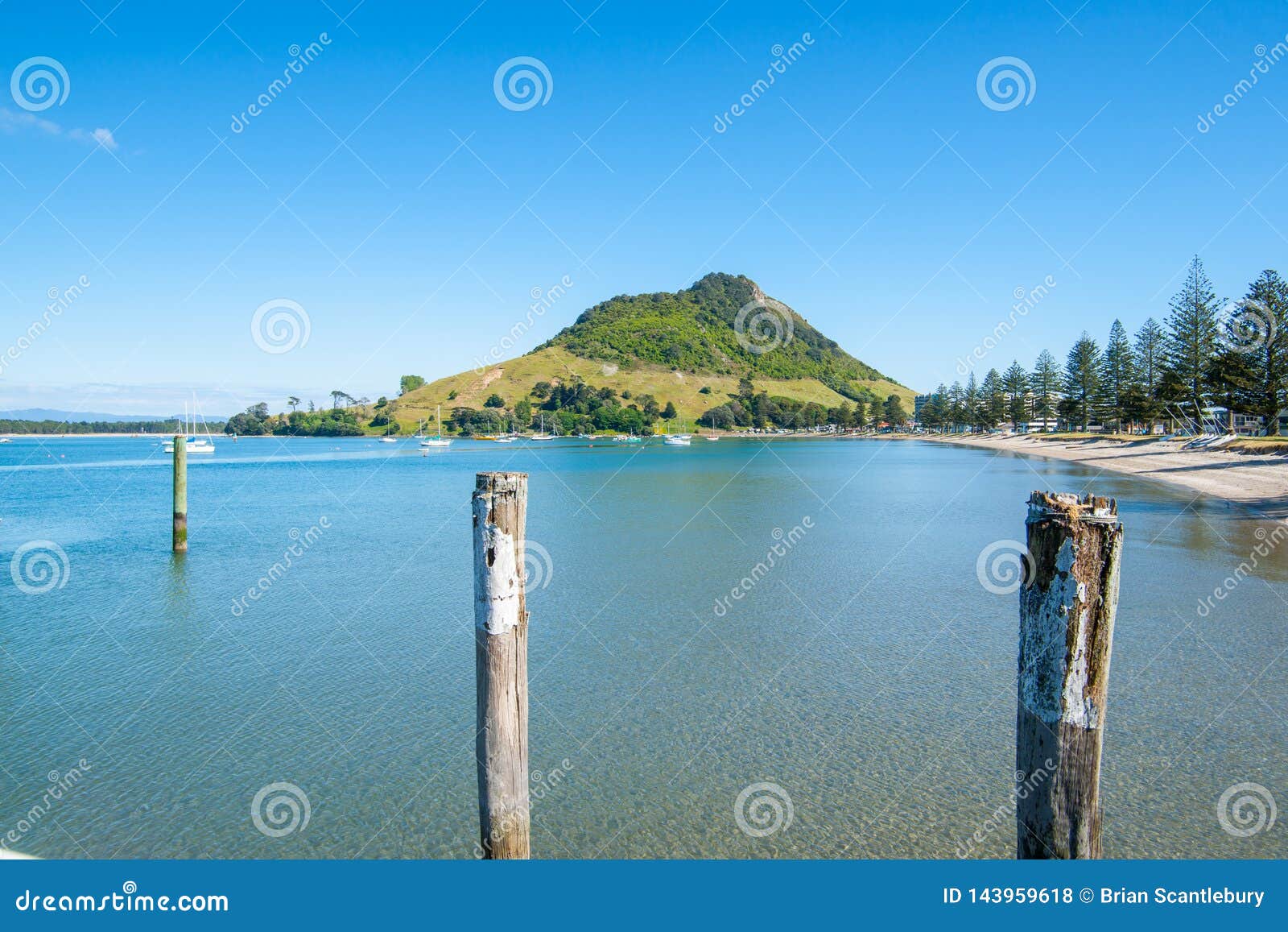 curving  of pilot bay beach with norflok pines to landmark mount maunganui
