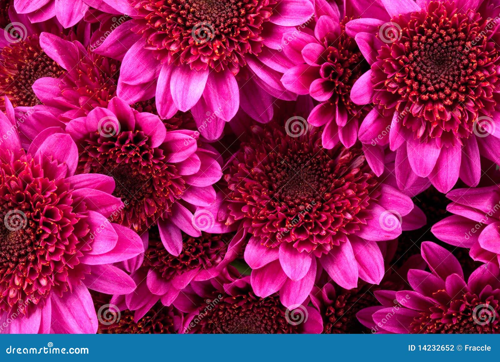 Cushion Mums Stock Photography Image 14232652