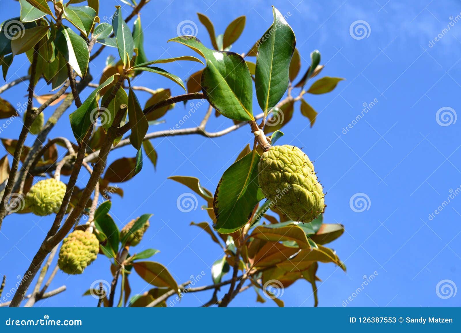 custard apple fruit on an annona reticulata semi-evergreen tree