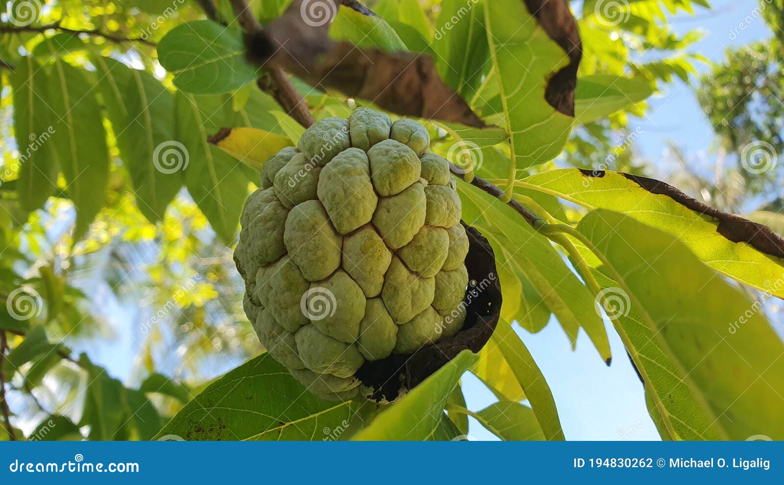 Atis Fruit Photos Free Royalty Free Stock Photos From Dreamstime