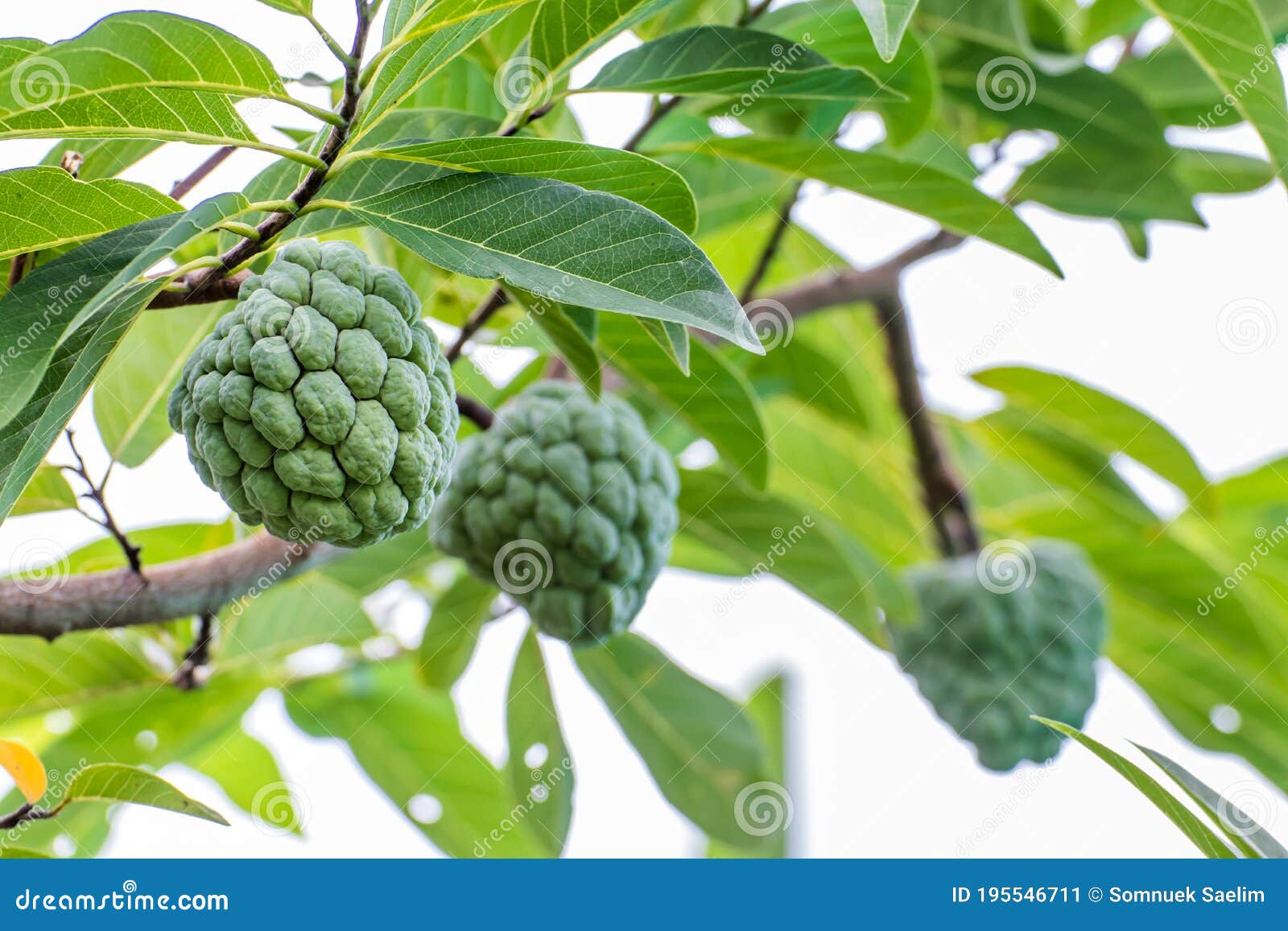 Custard Apple Fruit Hanging on the Tree Branch,custard Apple Tree in