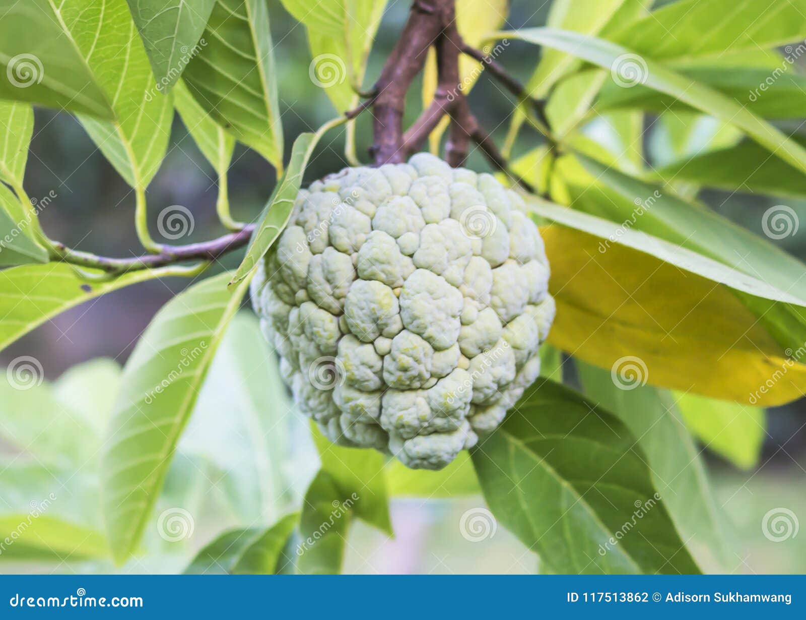 Custard Apple Fruit on Tree. Stock Photo Image of plant, fruit 117513862