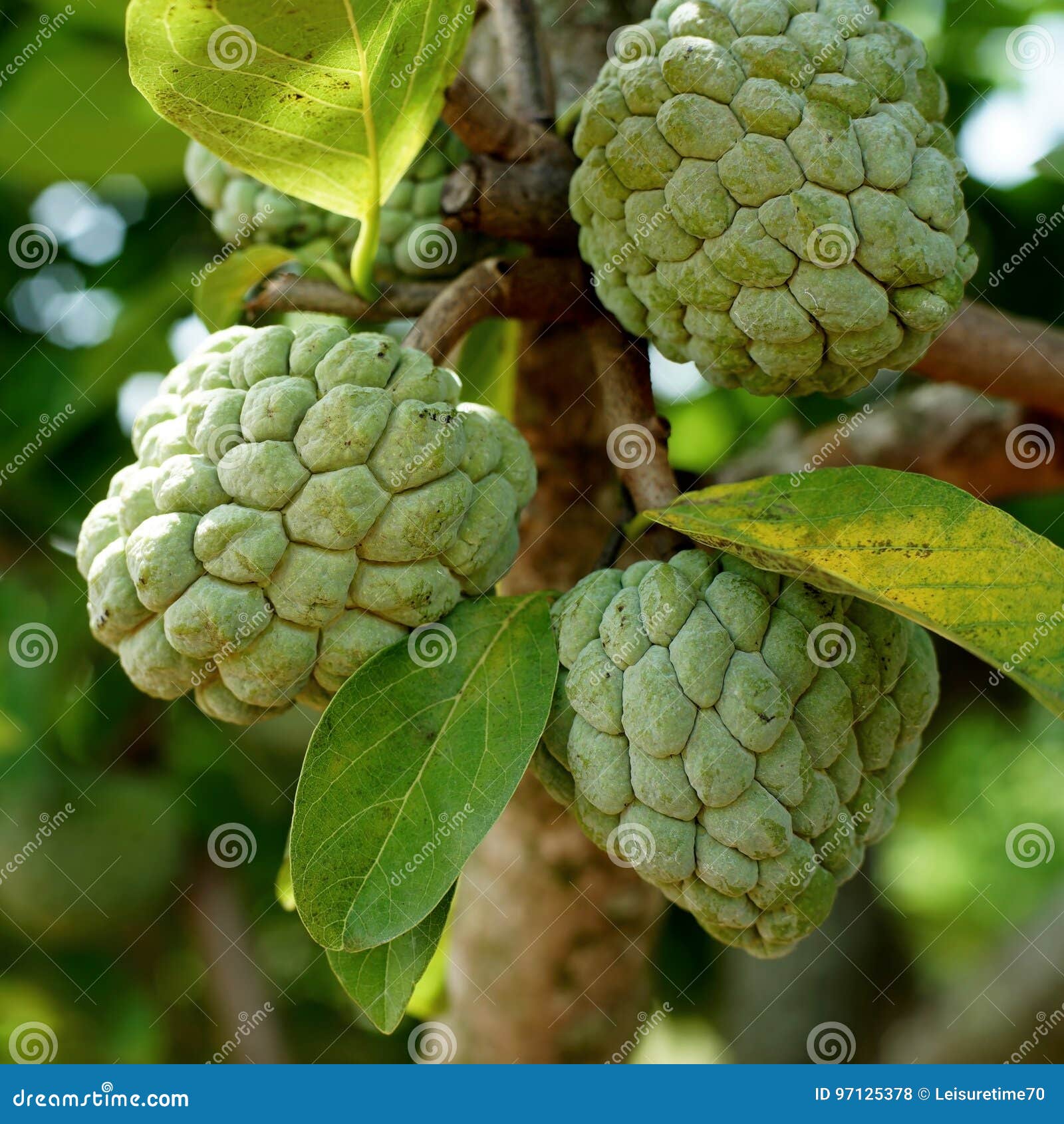 Custard Apple Fruit on Tree Stock Photo Image of organic, vegetarian 97125378