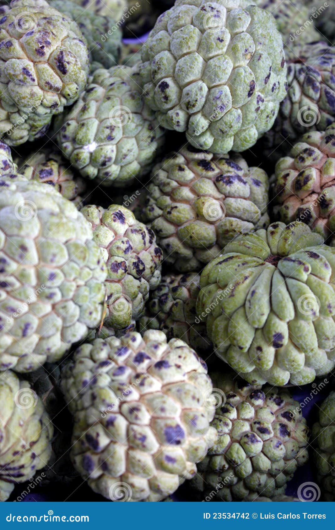 custard apple (fruta-do-conde)