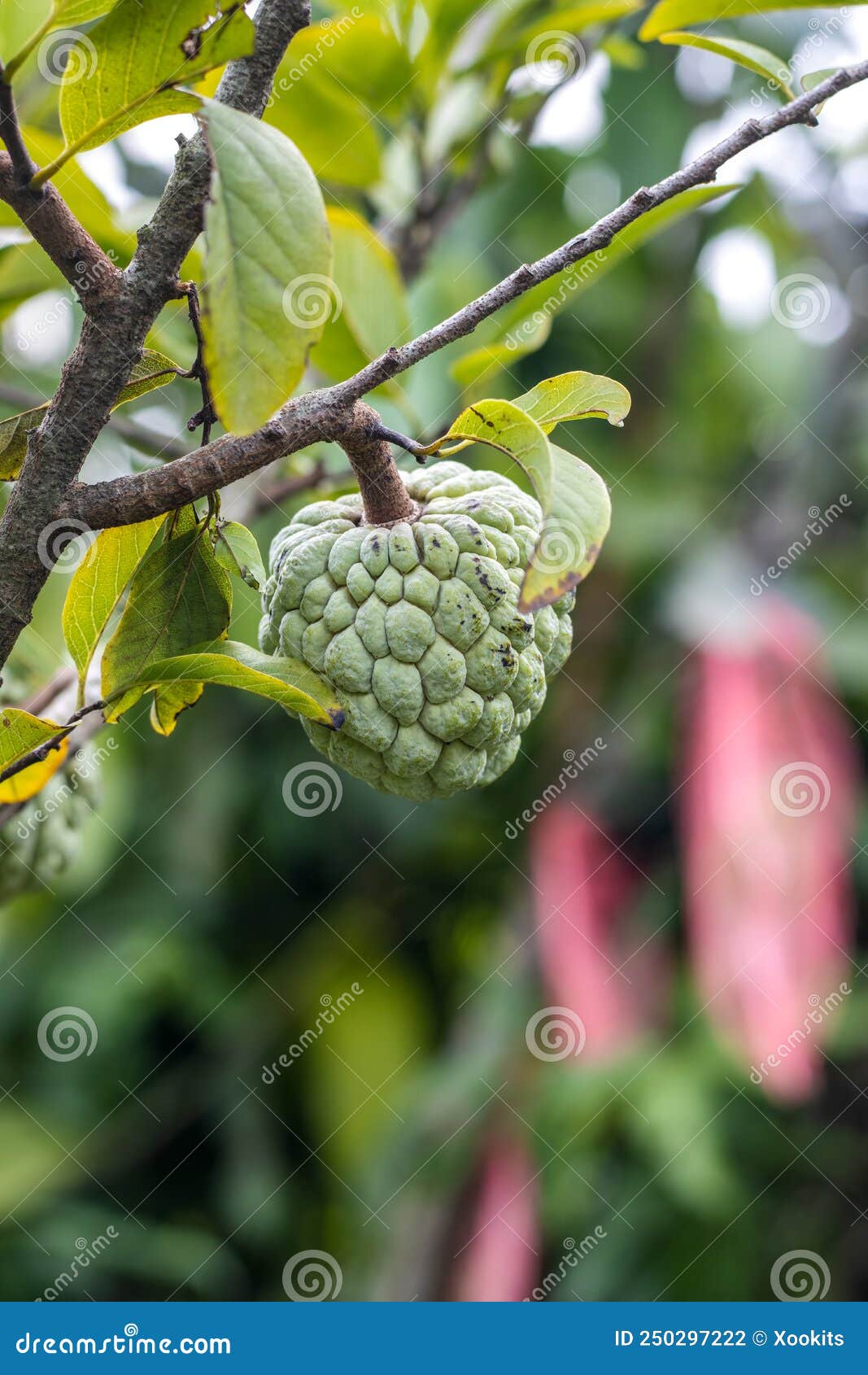 Custard Apple or Sugar Apple Fruit Growing on the Tree Close Up Stock Photo Image of sweet