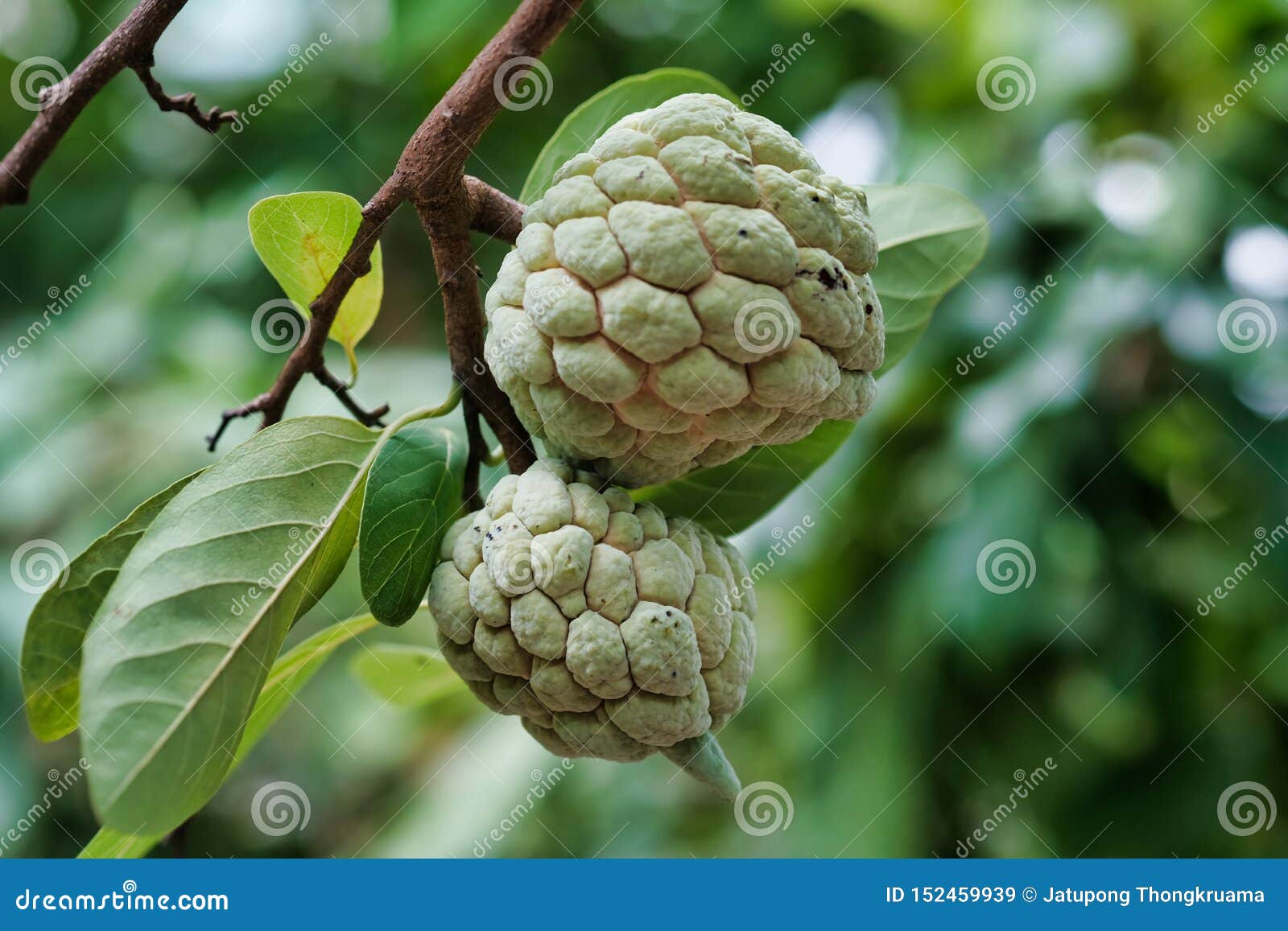 Custard Apple Tree and Fruits Stock Image Image of fruit, sugar 152459939