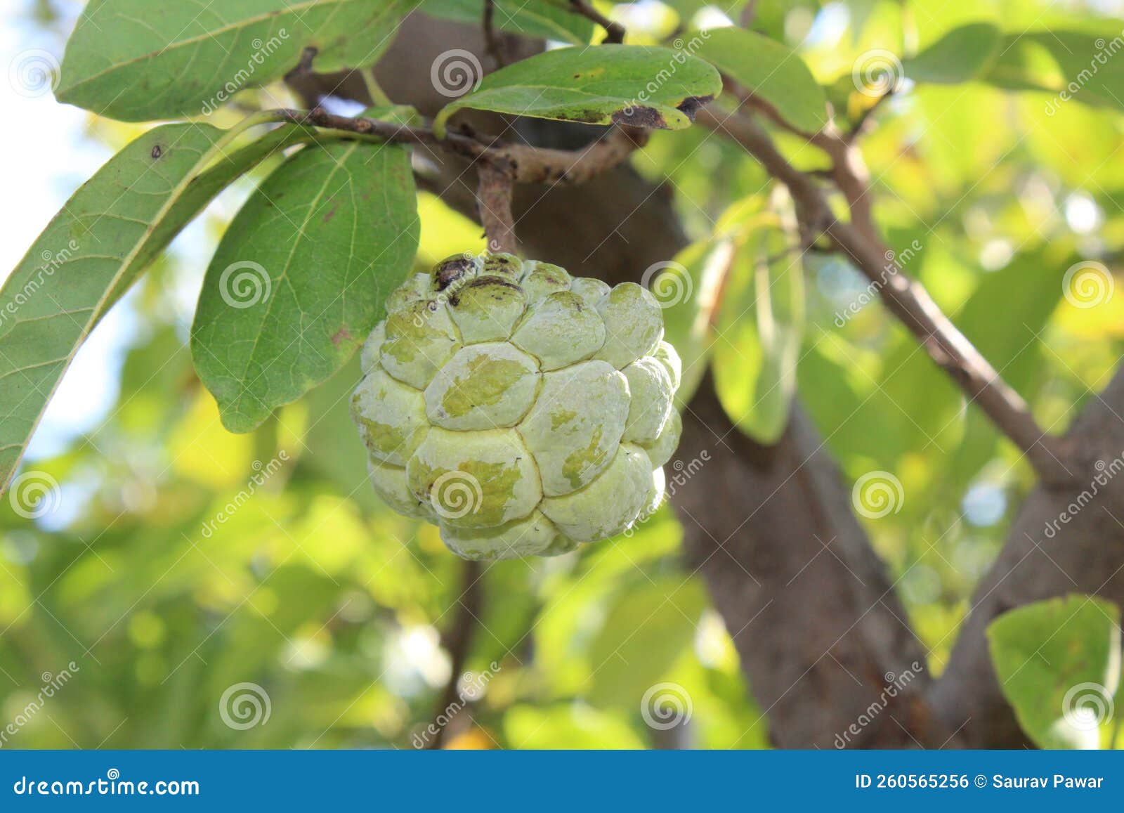 Custard Apple at Tree , Sugar Apple or Custard Apple , Annona