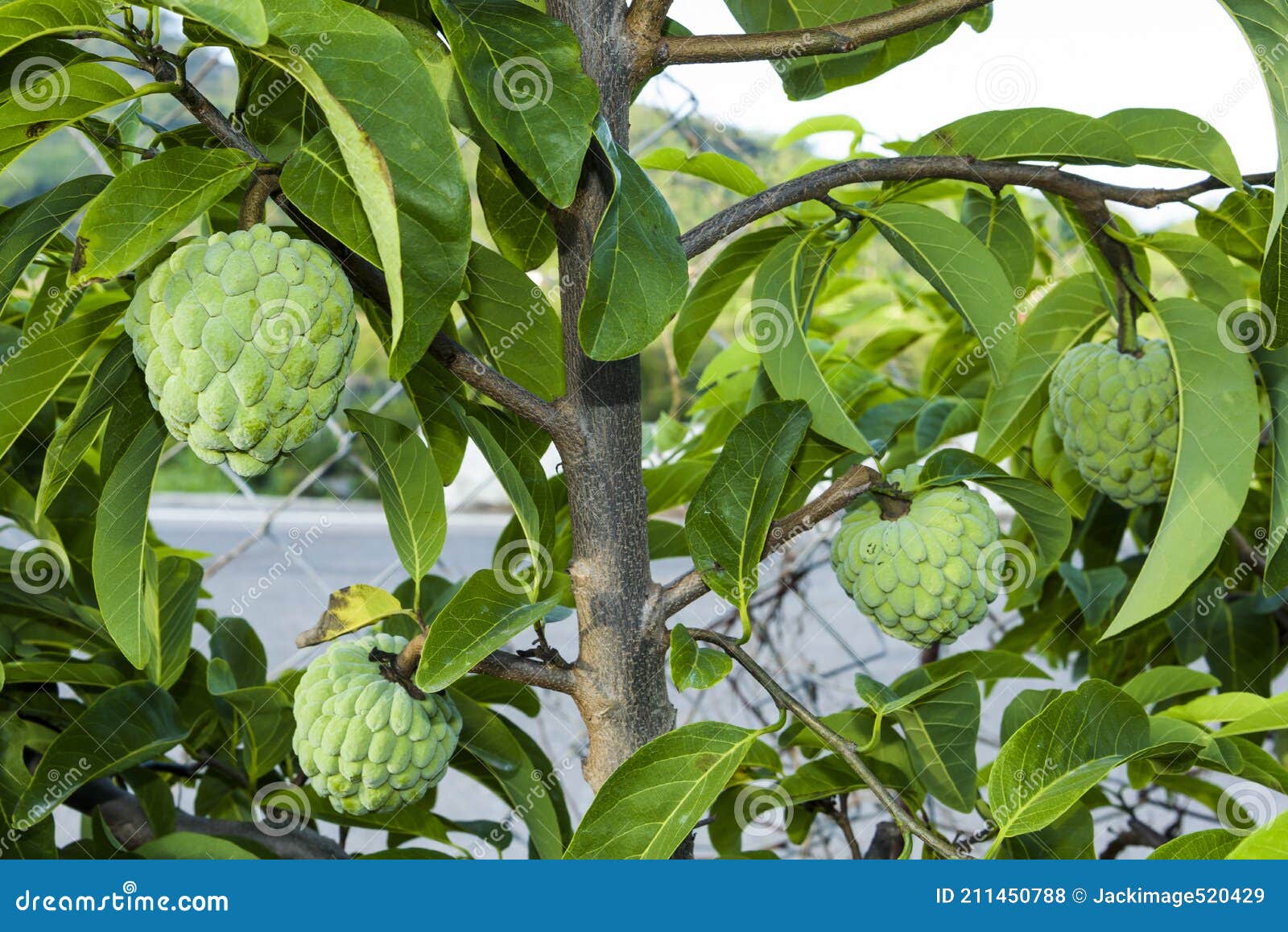 The Custard Apple on the Tree in Taitung, Taiwan. Stock Photo Image