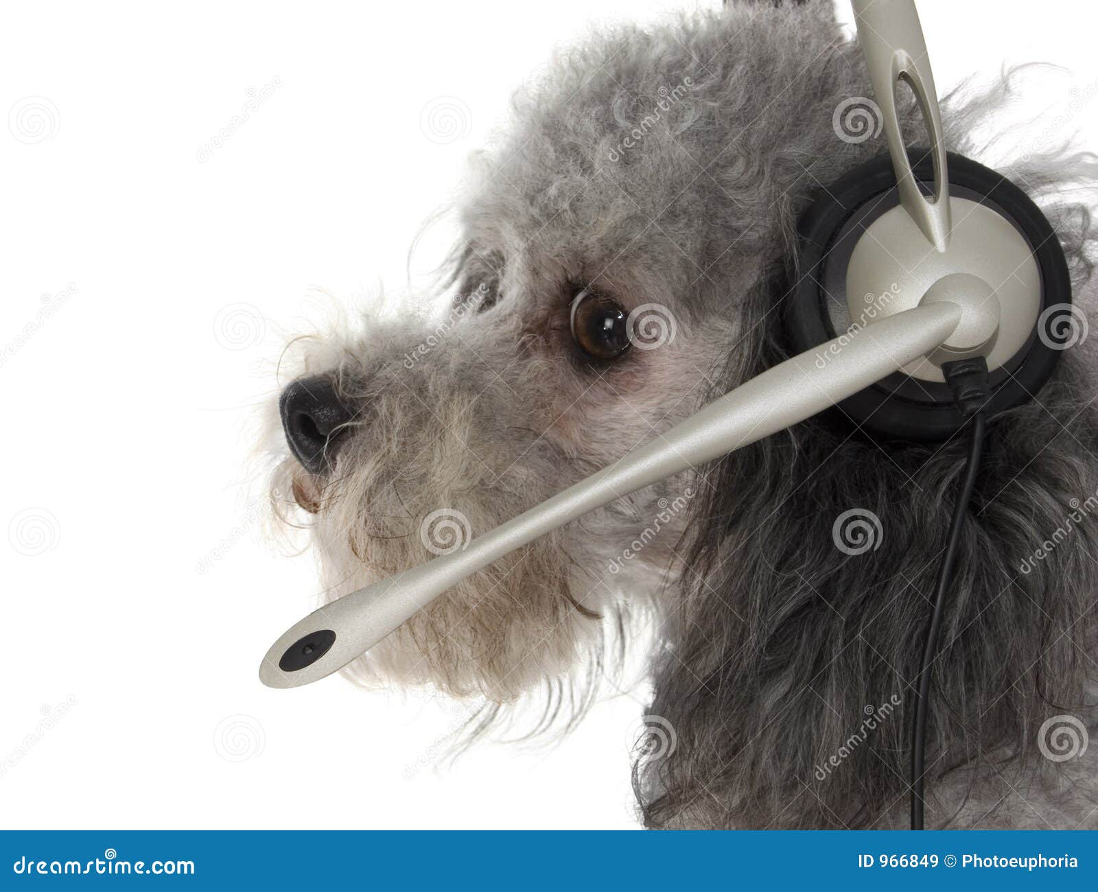 Customer Service Pup stock image. Image of mini, customer 966849