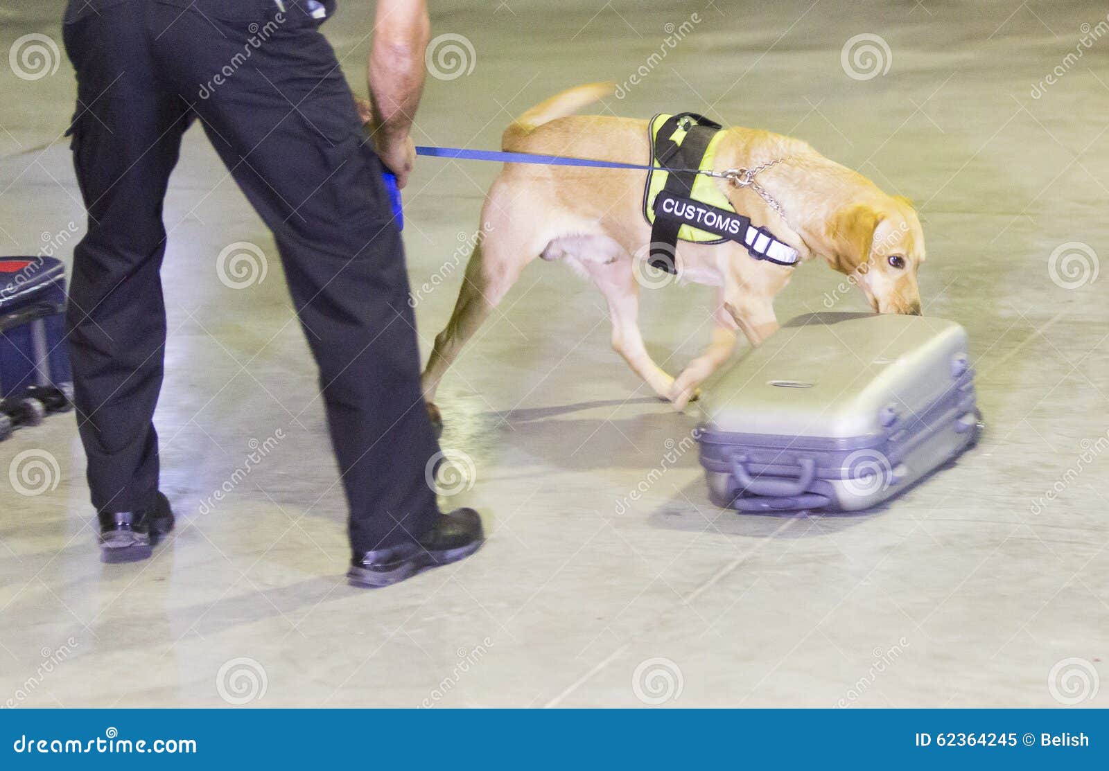 customs drugs detection dog