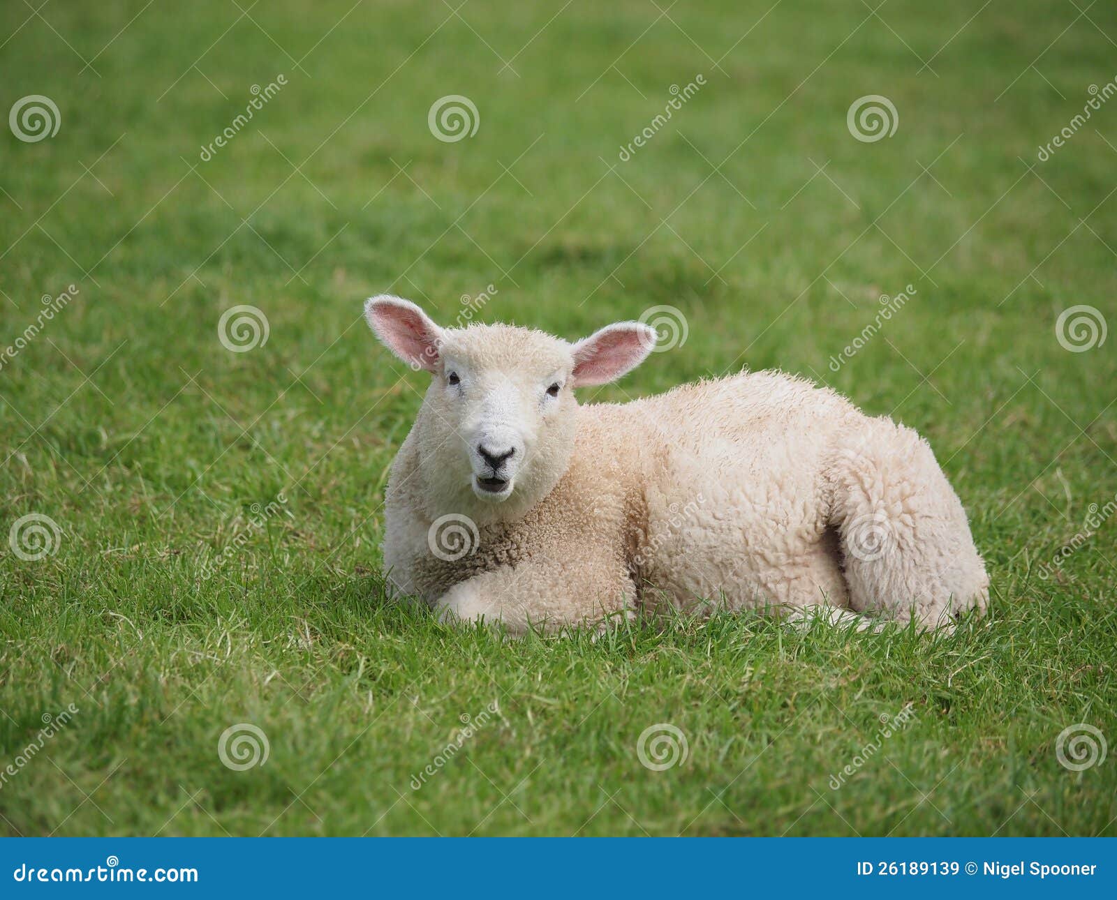 Cut Baby Lamb stock image. Image of field, pasture, agriculture 26189139