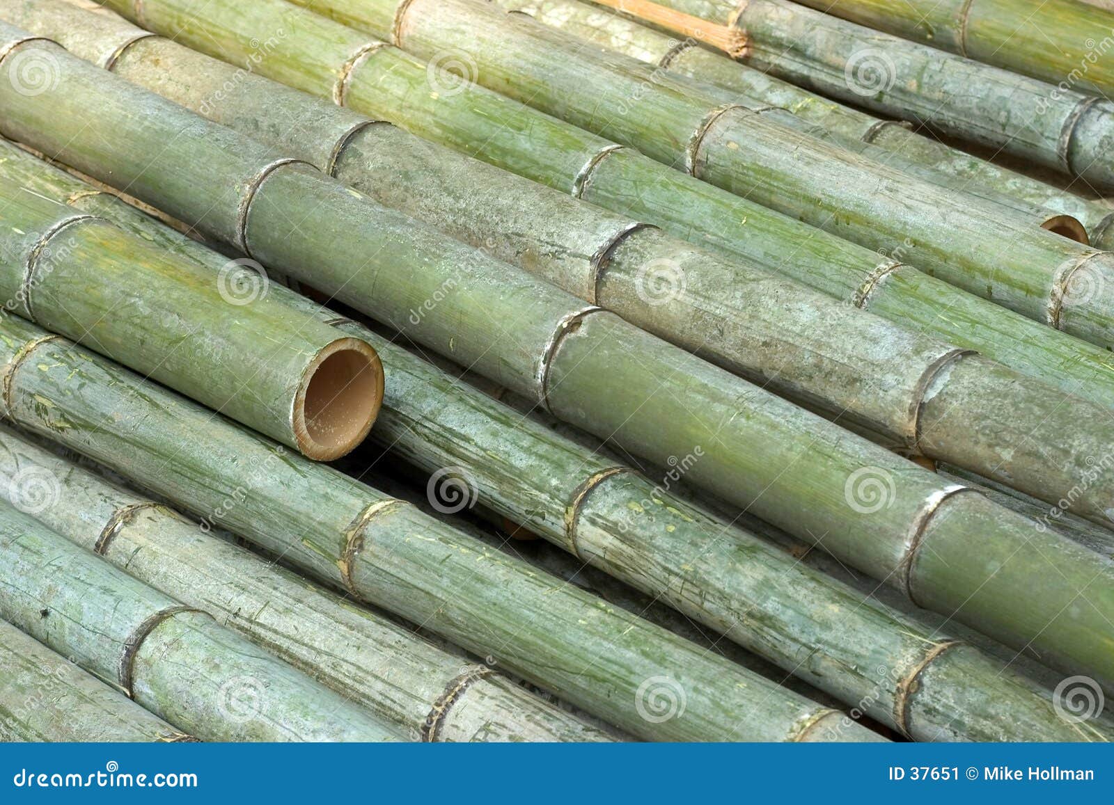 Cut Bamboo Stock Image - Image: 37651