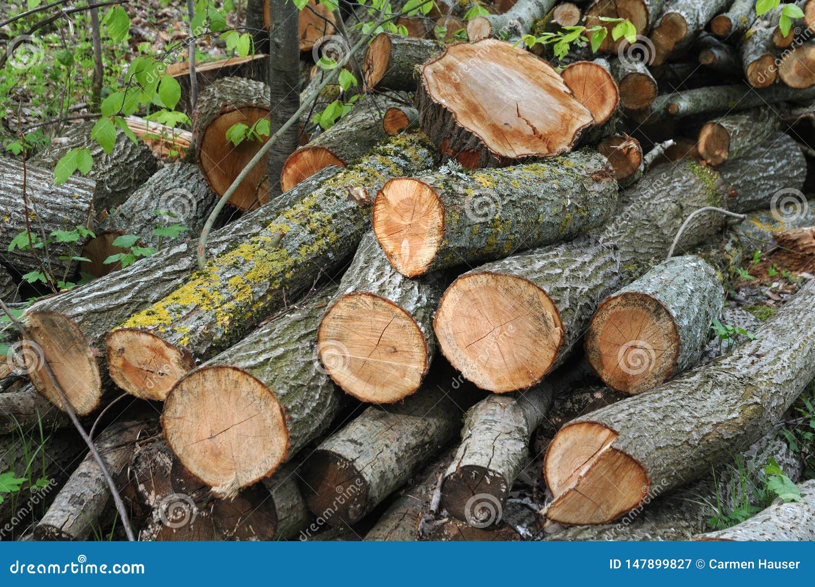 Cut Beech Trees With Lichen Covered Bark In Forest Stock Image Image Of Timber Hardwood Cut Beech Trees With Lichen Covered Bark In Forest Stock Image Image Of Timber Hardwood