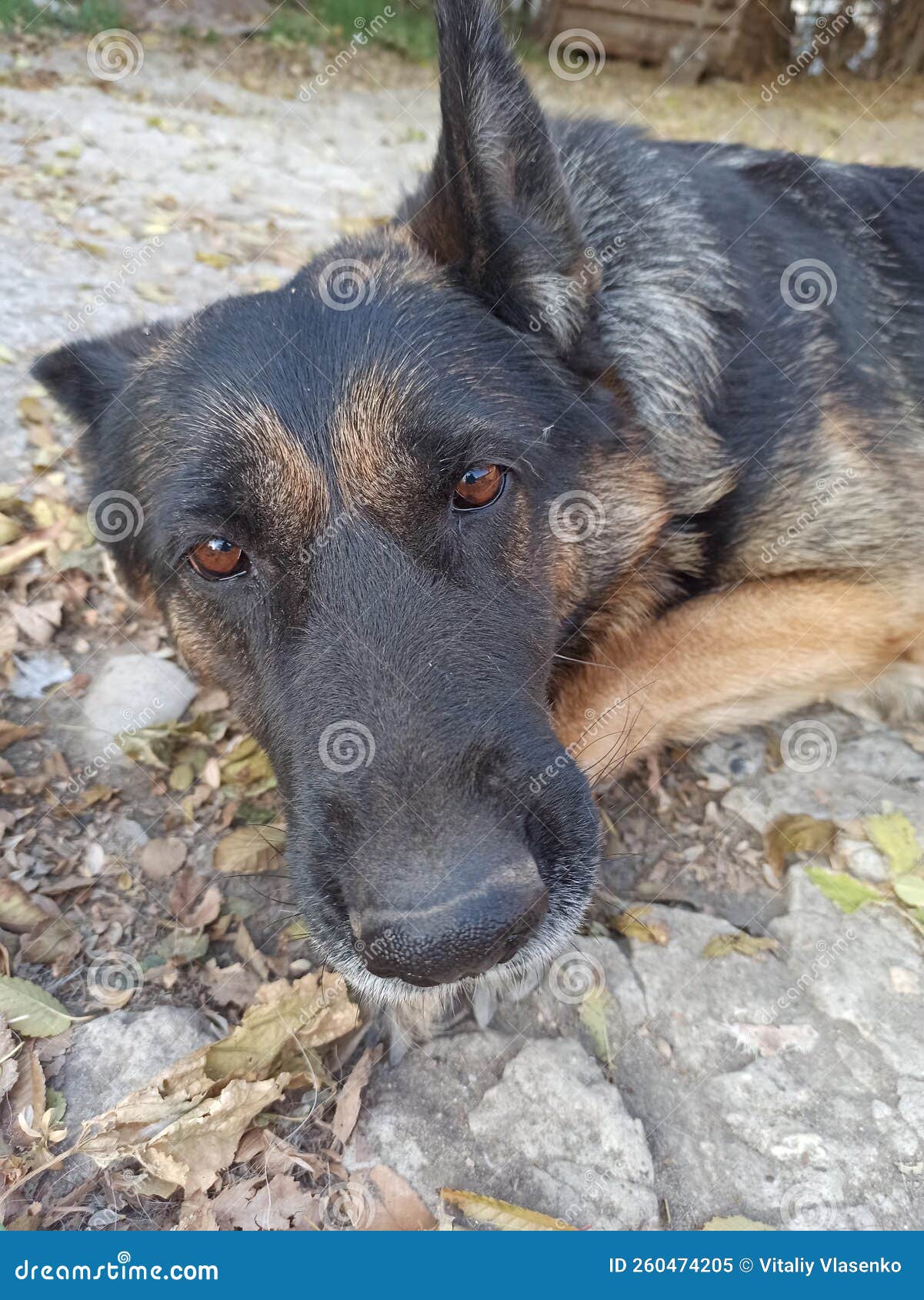 Big Red Dog Running Around the Yard Stock Image Image of mammal