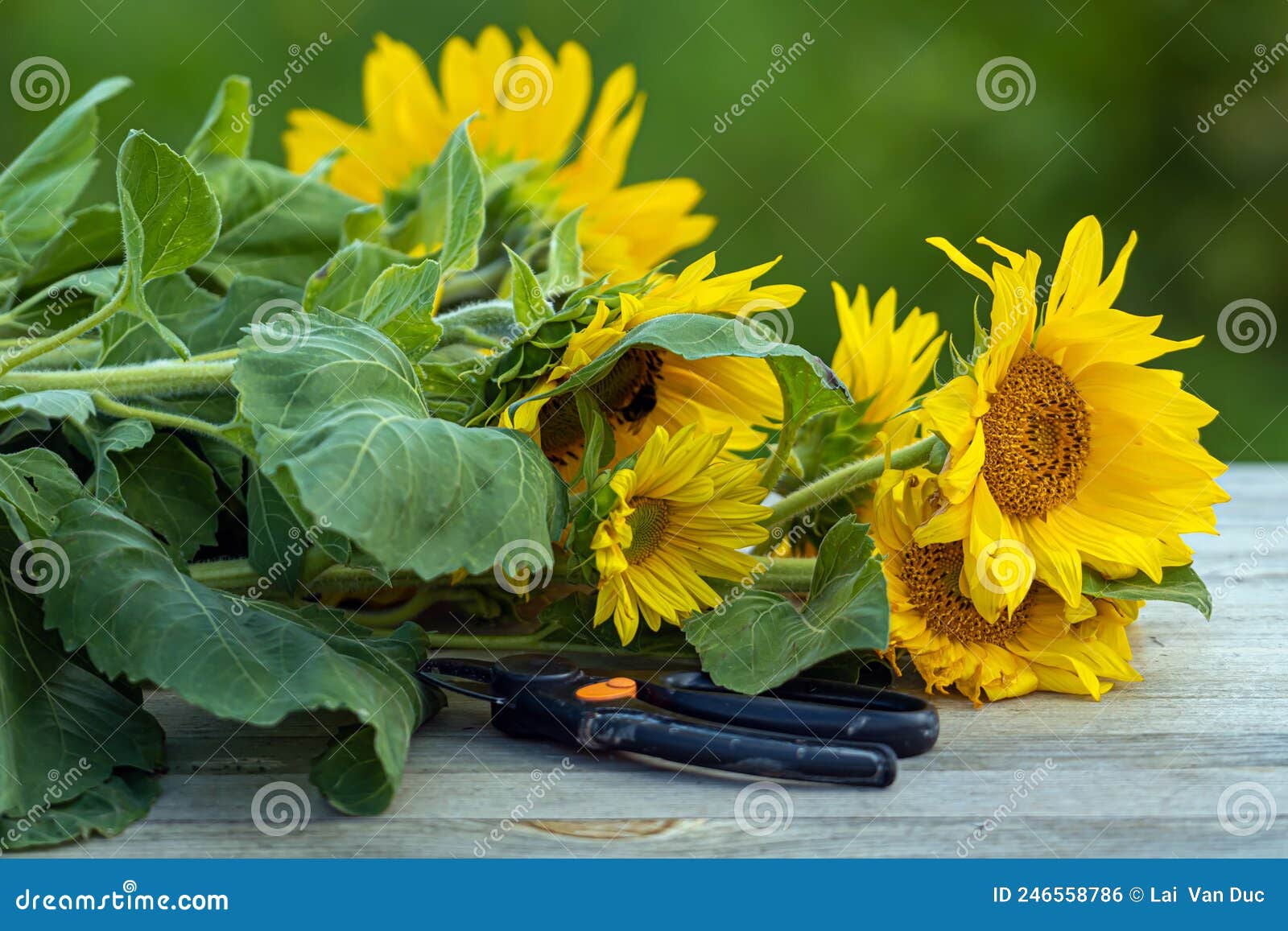 Cut Bouquet of Sunflowers and Garden Scissors on the Table Stock Photo