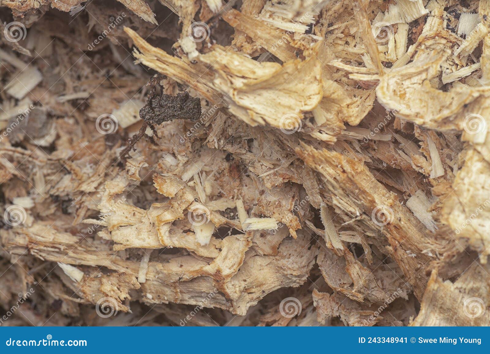 Cut or Broken Rubber Tree Wood Texture Stock Image Image of fibre, natural 243348941