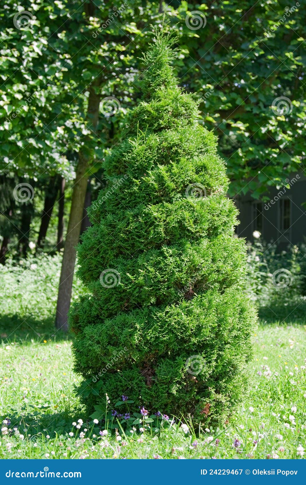 Cut bush stock image. Image of tree, park, circle, sunlight 24229467