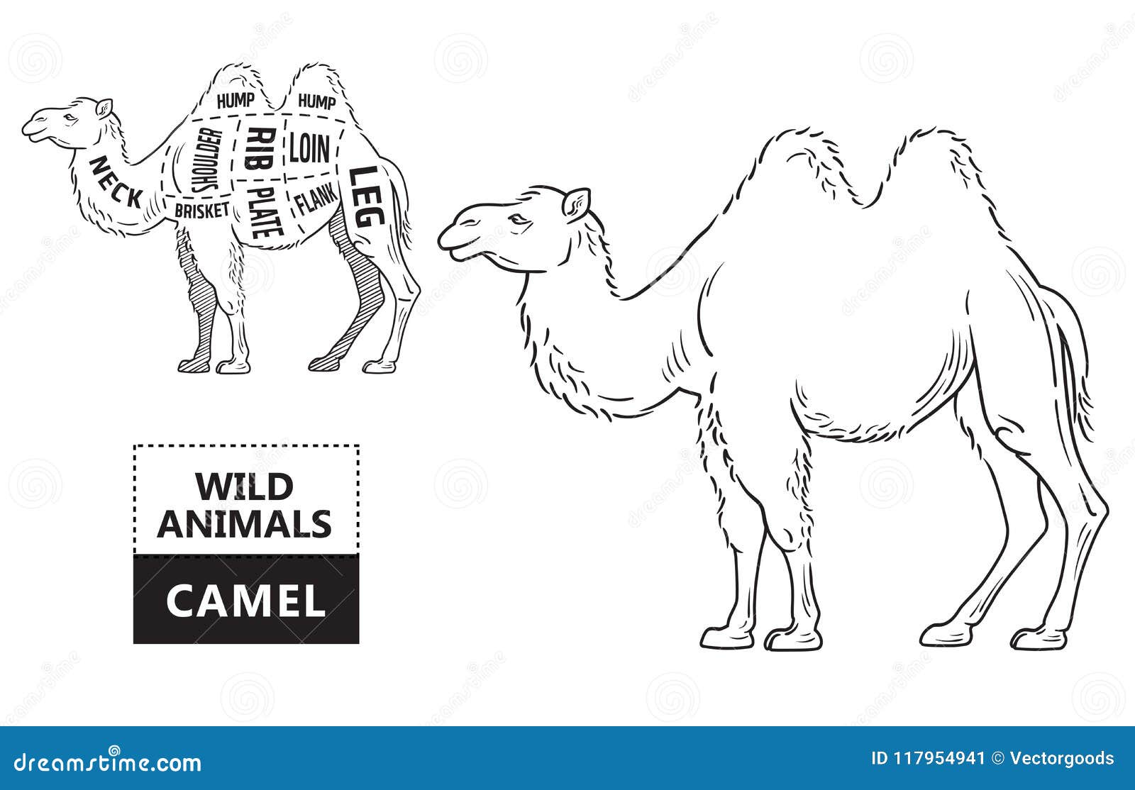 Cut of Camel Set. Poster Butcher Diagram - Desert-ship. Vintage Typographic  Hand-drawn Stock Vector - Illustration of cartoon, mount: 117954941